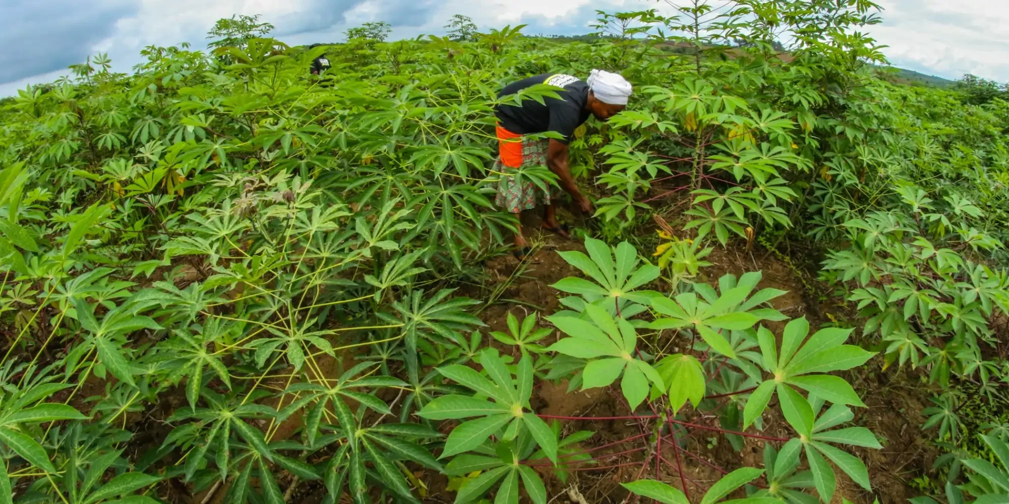 Cassava farm