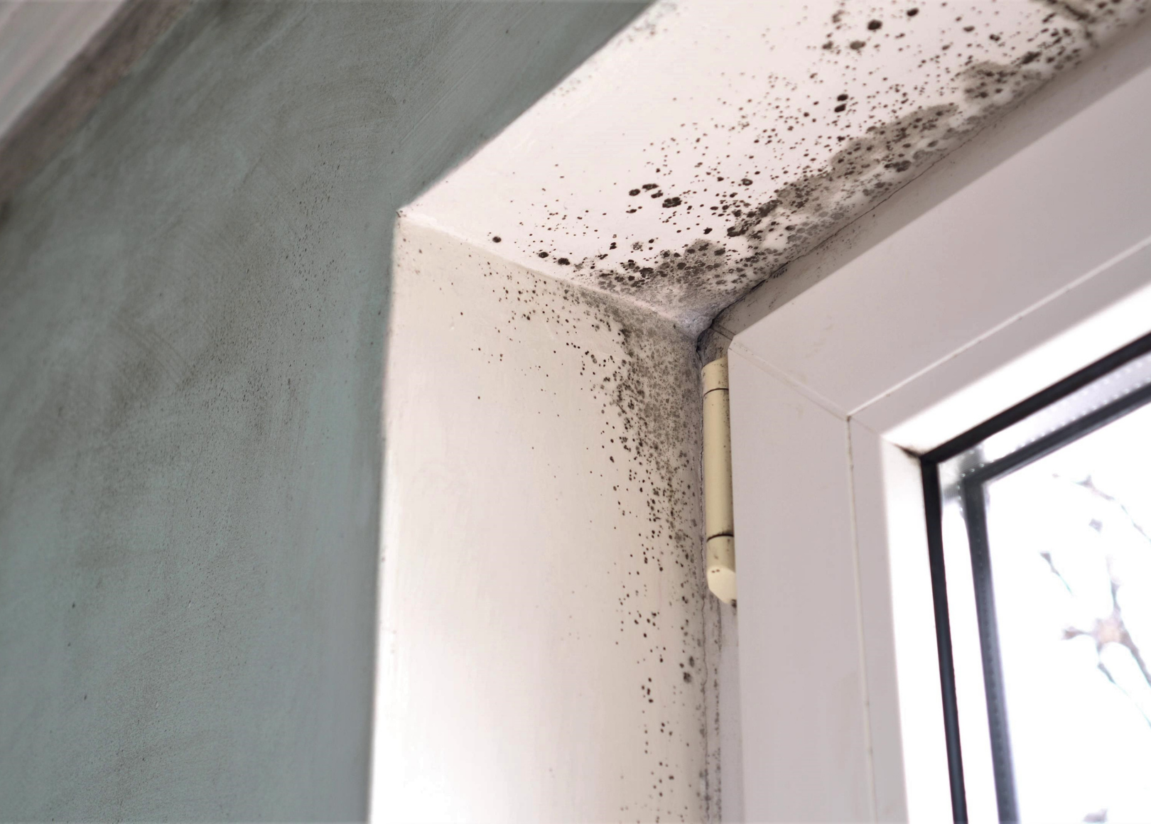 Signs of Mold in Your Home and When to Take It Seriously
