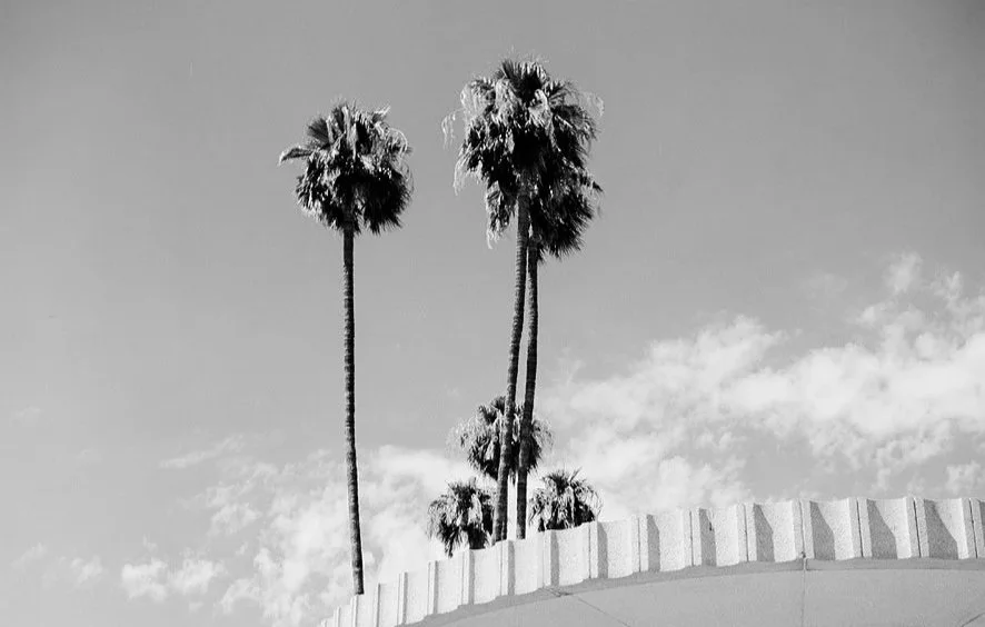 Black and white photo of three tall palm trees against a sky with some clouds.