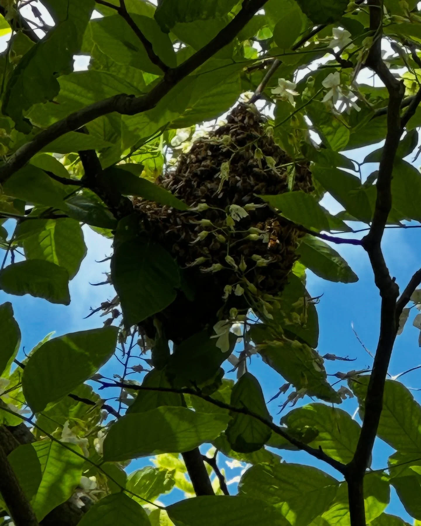 It&rsquo;s swarm season in Portland and Director Park is no stranger to these! We currently have a swarm in one of our trees. Feel free to view from a safe distance and use caution when walking near the Fox Tower terminal to the elevators. Beekeepers