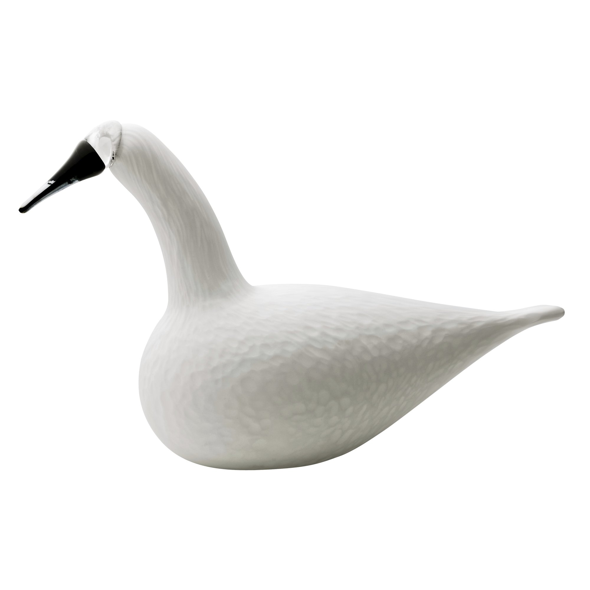 WHOOPER SWAN WHITE