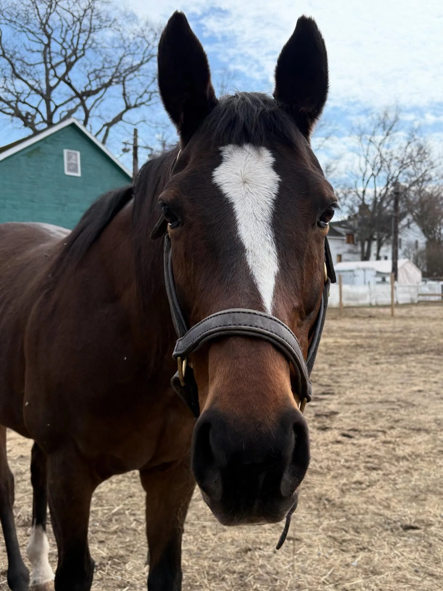 Yesterday, we celebrated London&rsquo;s 21st birthday! 🦄 This sweet mare loves a good grooming session, always gives the best hugs, and is never too far away from her best friend, Coffee.