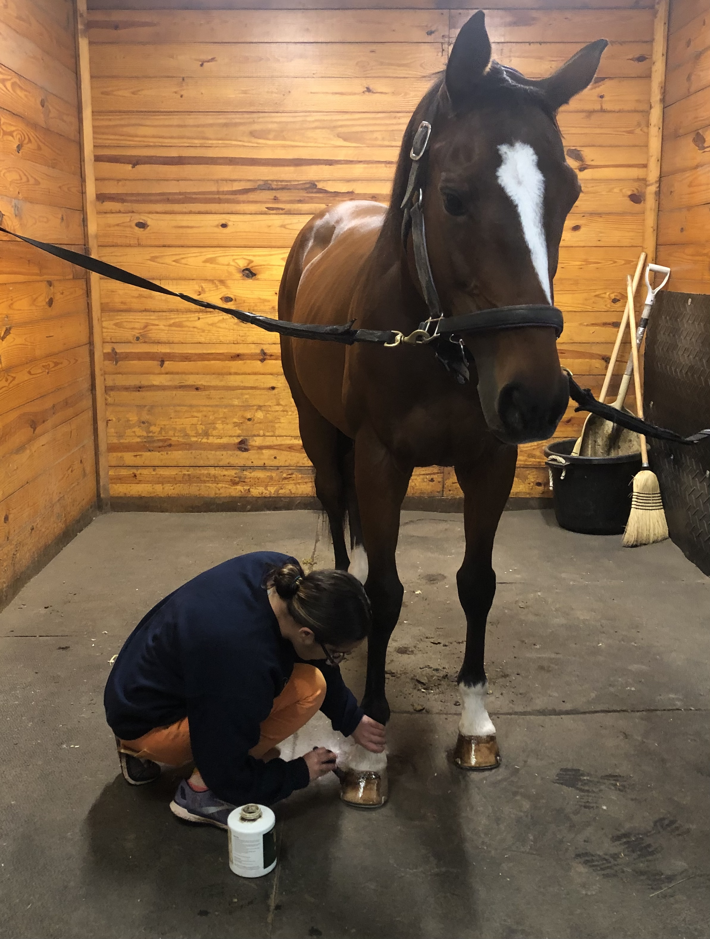 A person grooming a brown horse in a stable with wooden walls, using cleaning supplies and tools.