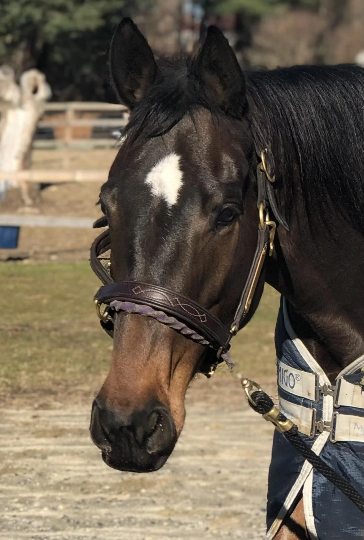 Close-up of a brown horse with a white star-shaped marking on its forehead, wearing a halter, standing outdoors on a dirt surface.