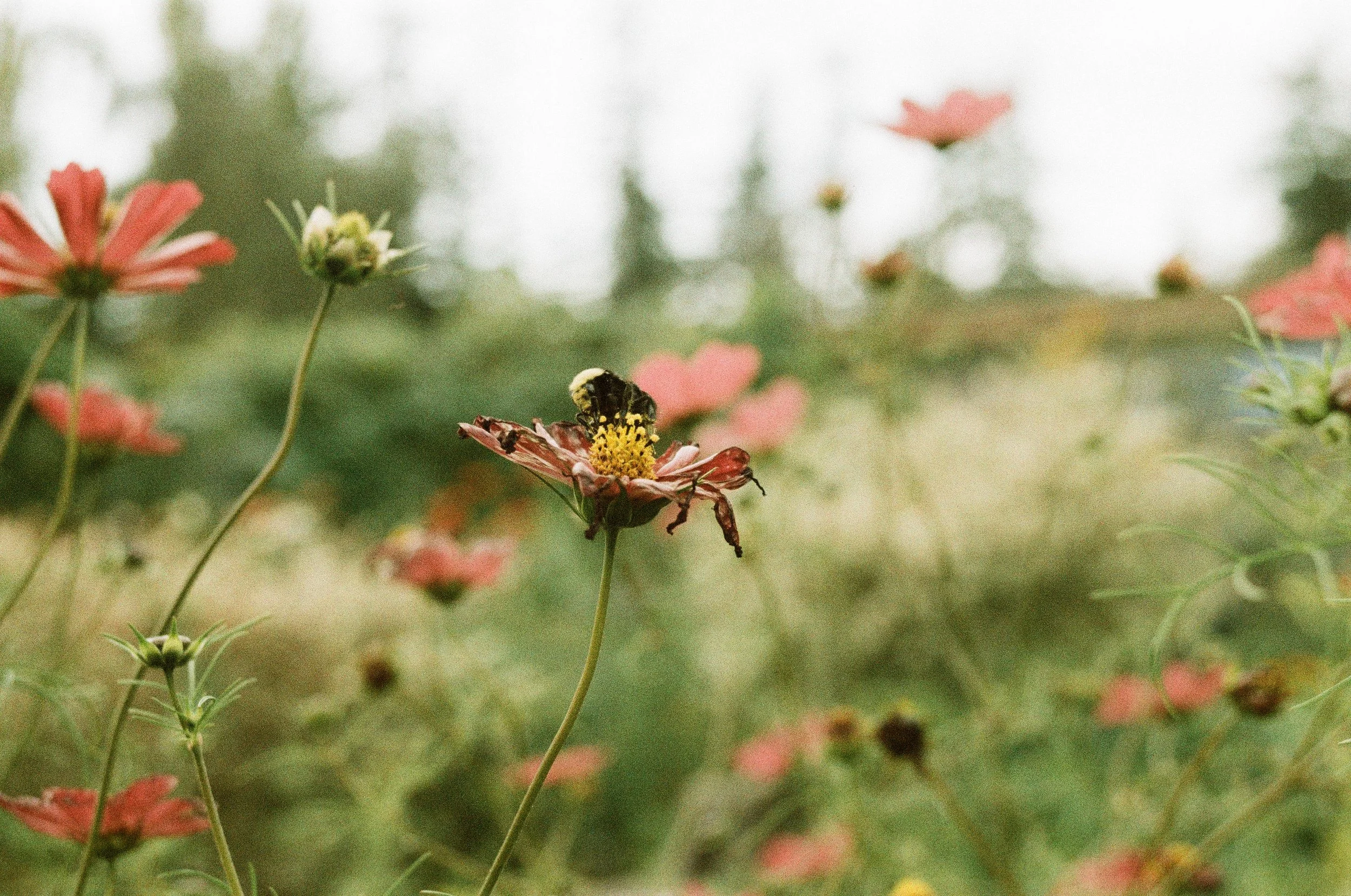 Close-up of a bee on a pink flower with yellow center in a garden with pink flowers and green foliage in the background.