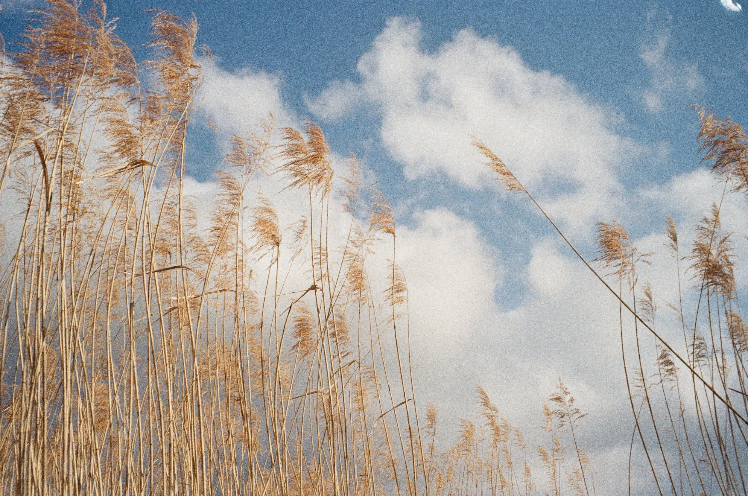 Tall dry grass or reeds swaying in the wind under a partly cloudy sky.