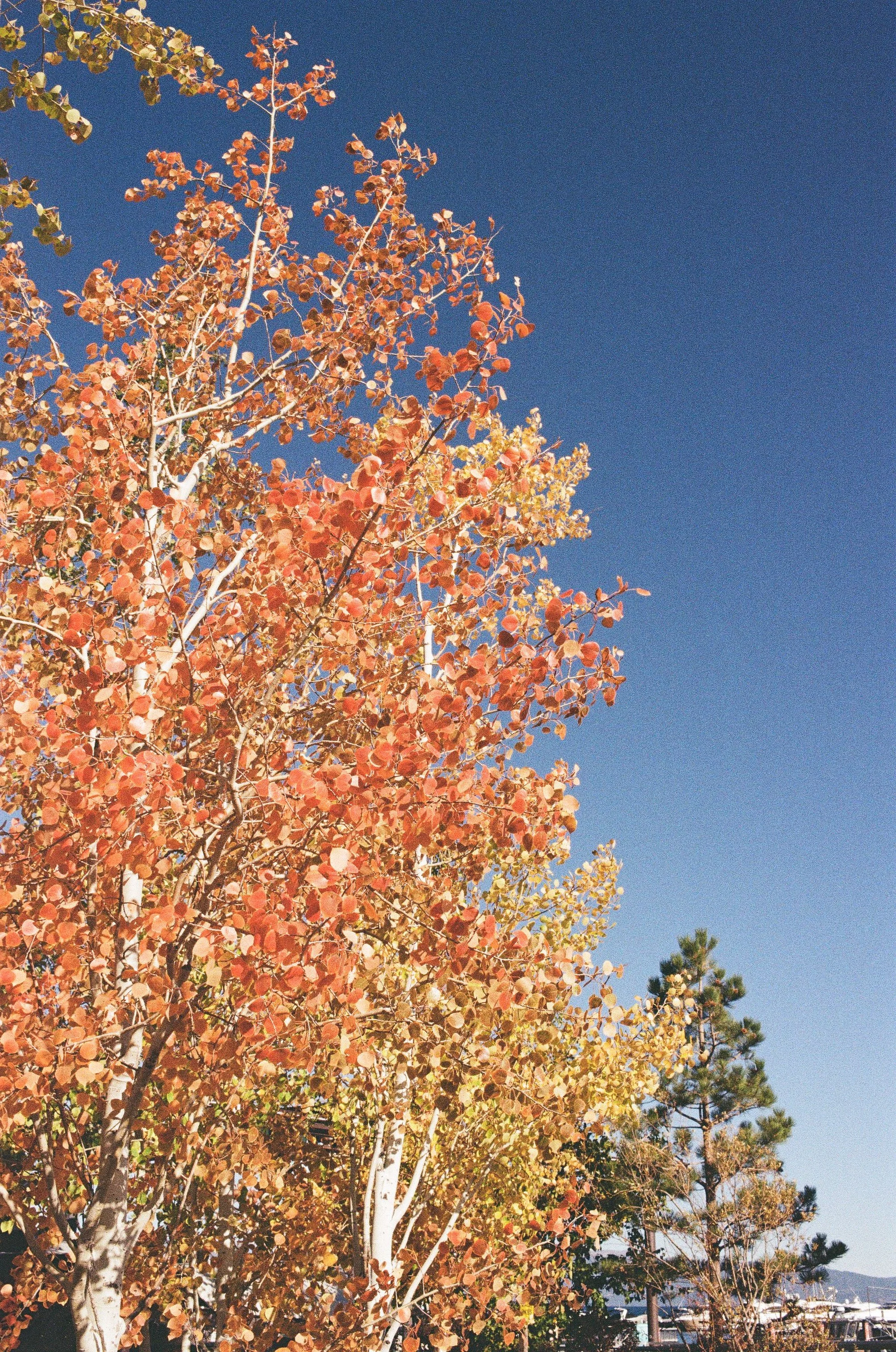 Autumn trees with orange, yellow, and red leaves against a bright blue sky, with a marina and boats visible in the background.