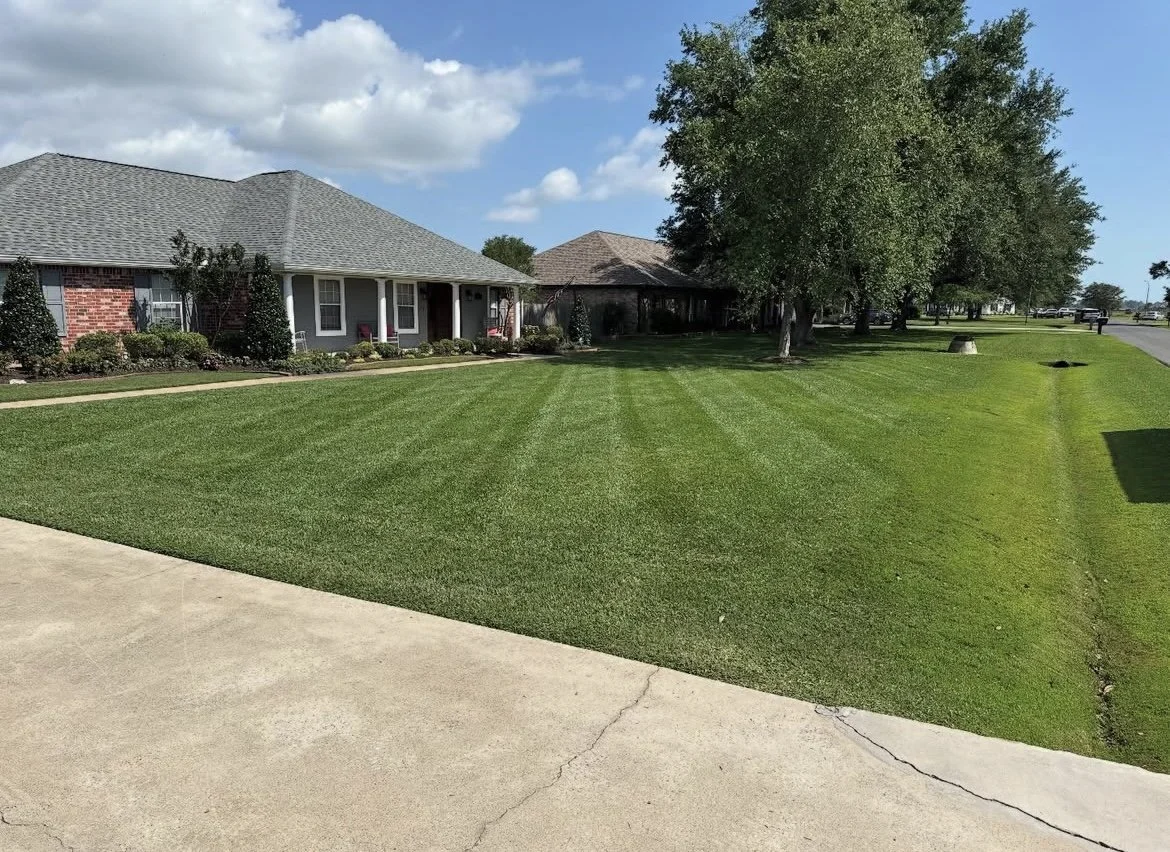A well-maintained front yard with green grass, a sidewalk, trees, and houses in the background on a sunny day.
