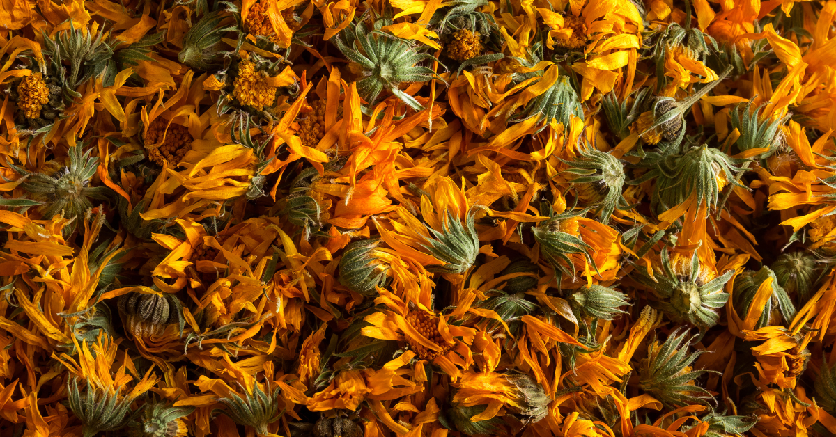 Calendula: The Healing Herb for Skin &amp; Beyond