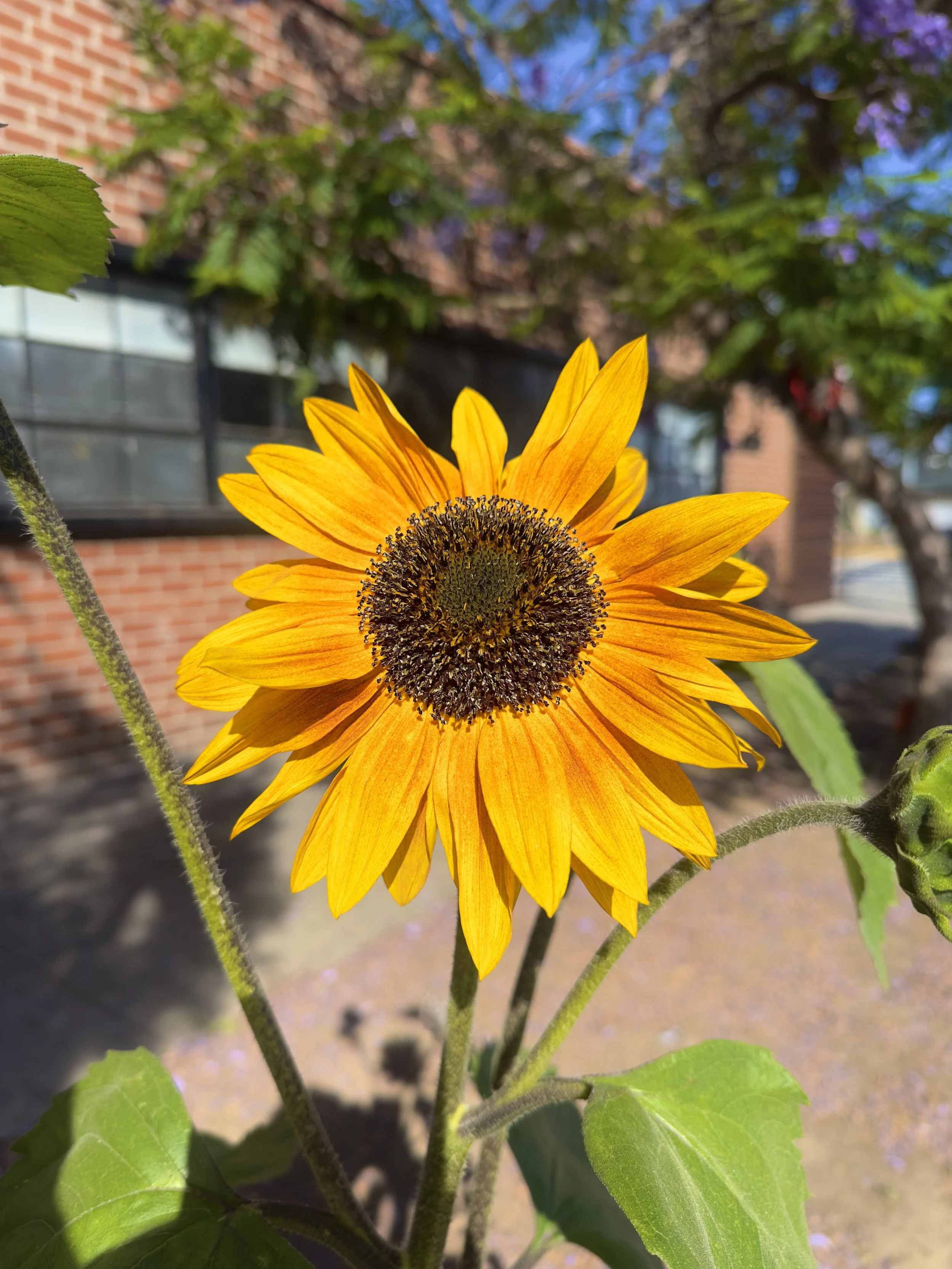 Cultivating Comfy - Sunflower.jpg