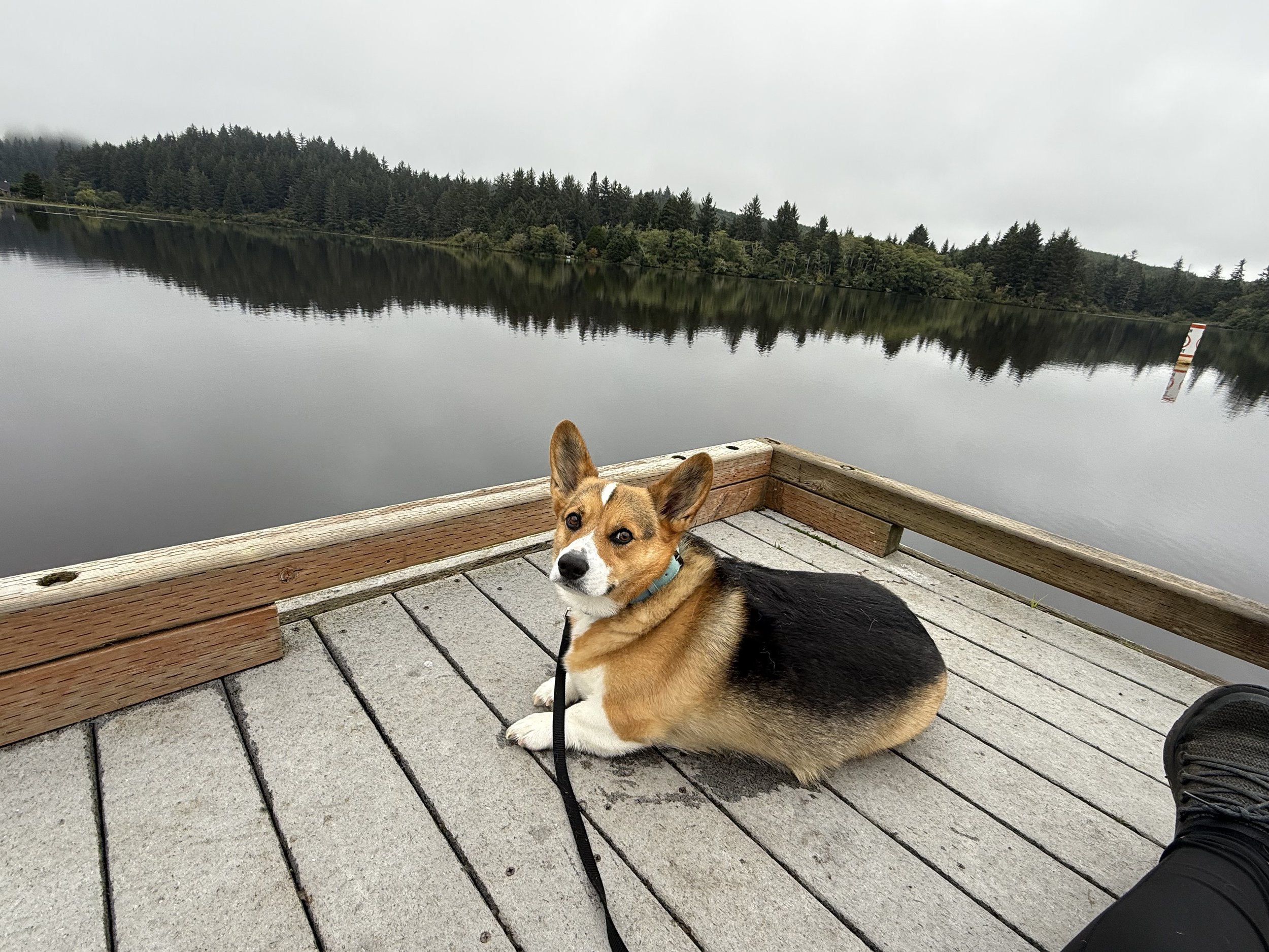 A dog, possibly a Welsh Corgi, sitting on a wooden dock beside a calm lake with a forested shoreline in the background and a cloudy sky overhead.