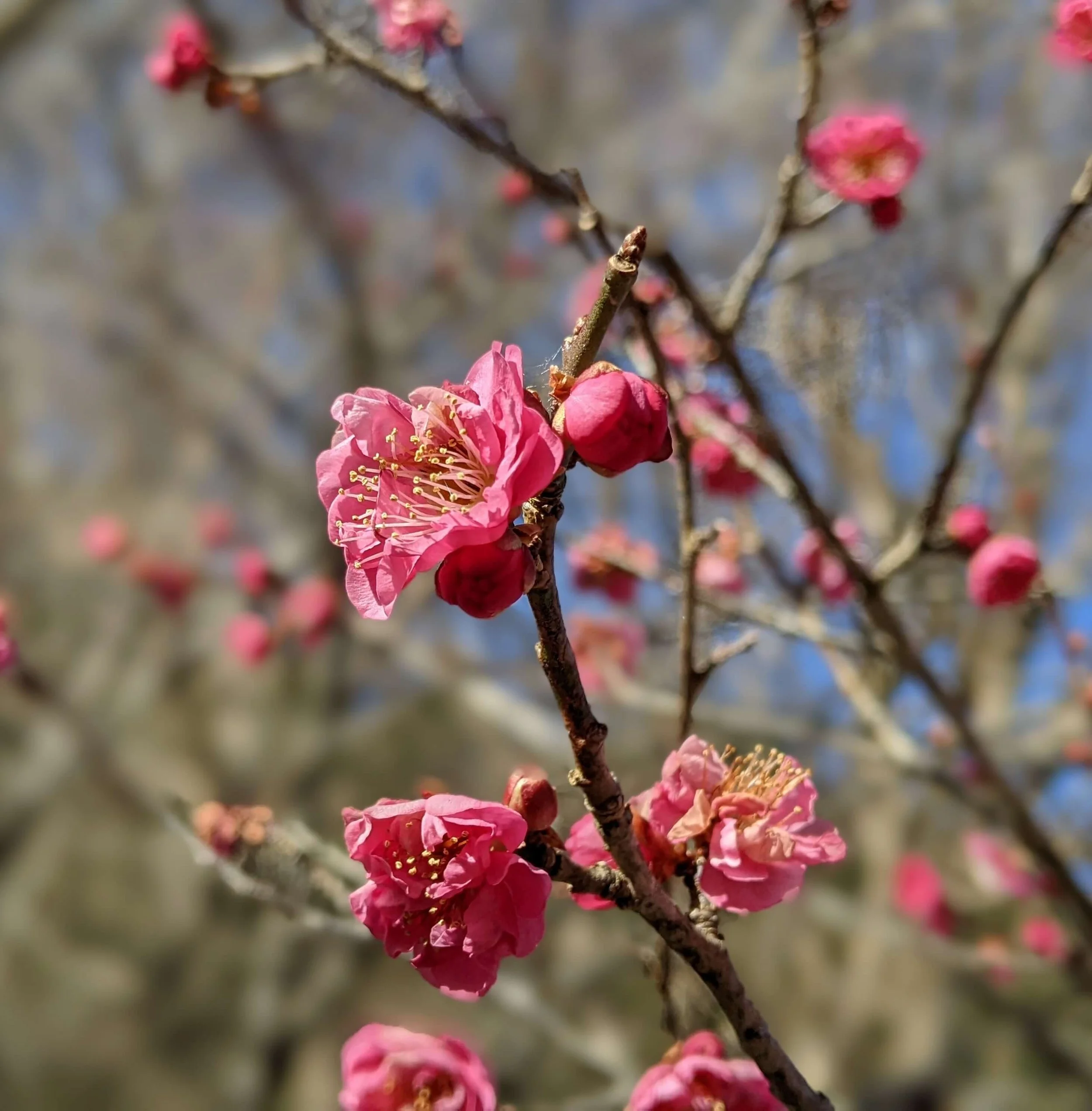 Fuji 360 tour plum blossom viewing in Atami