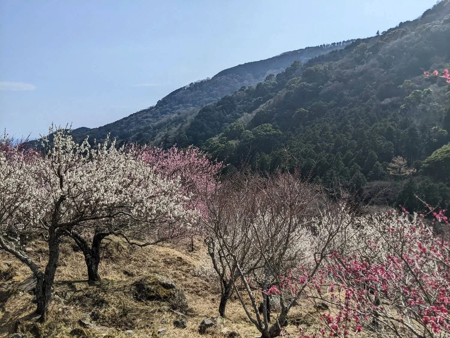 Walking through the winter plum blosson in Atami