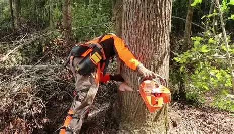 Tree work