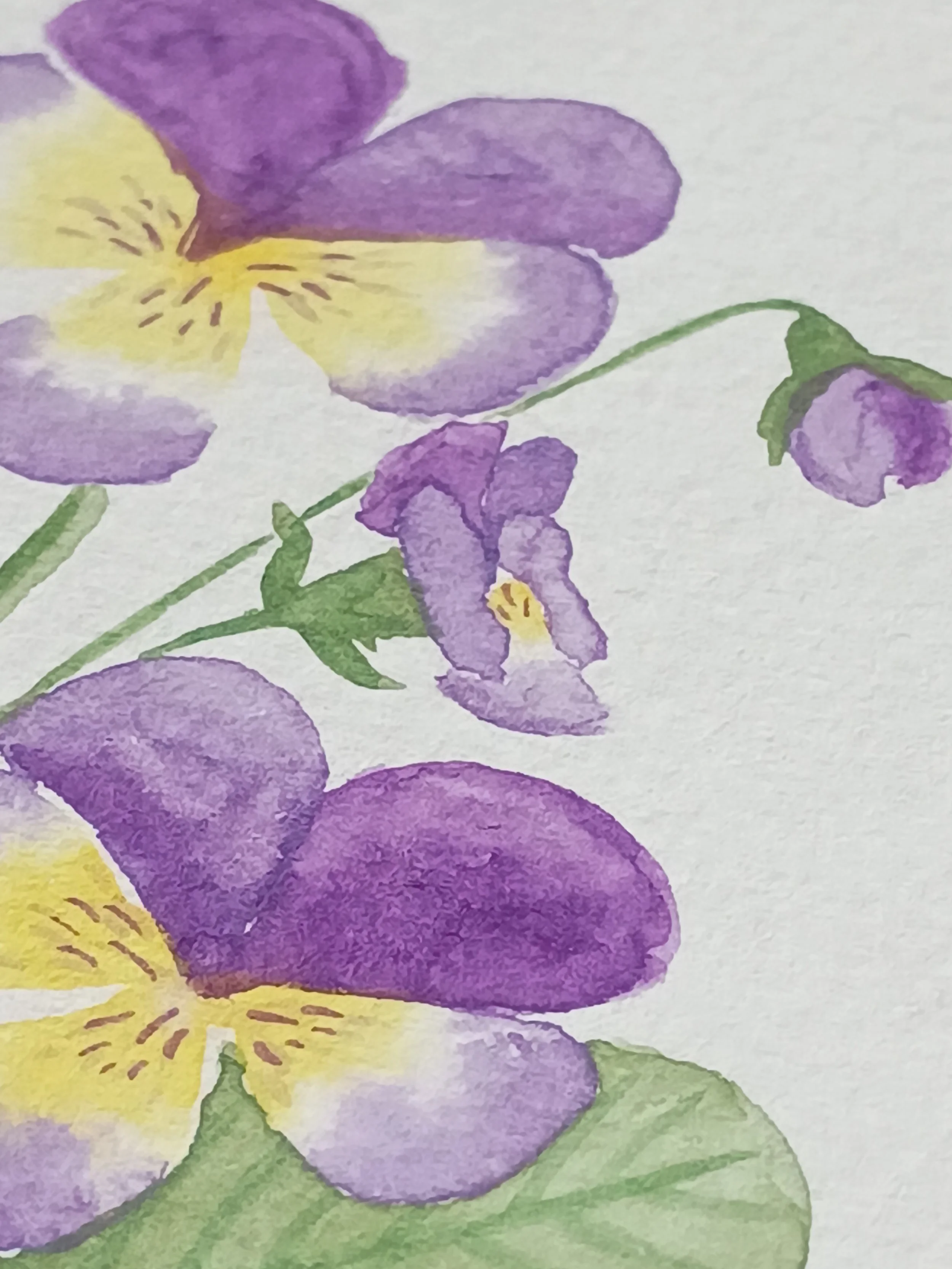 Watercolor painting of purple and yellow flowers with green leaves.