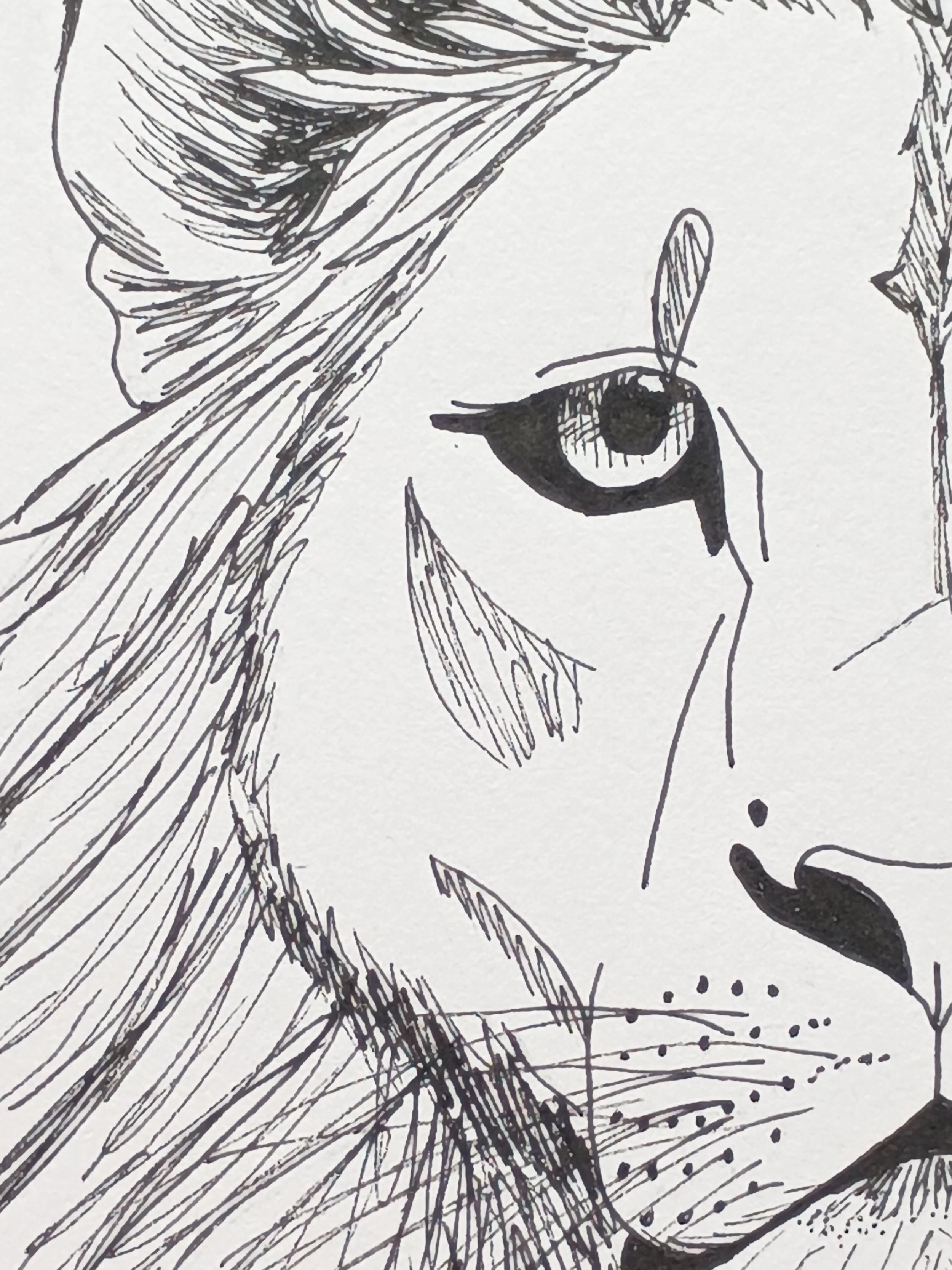Close-up of a black and white ink drawing of a lion's face, focusing on half the face with detailed lines and shading.