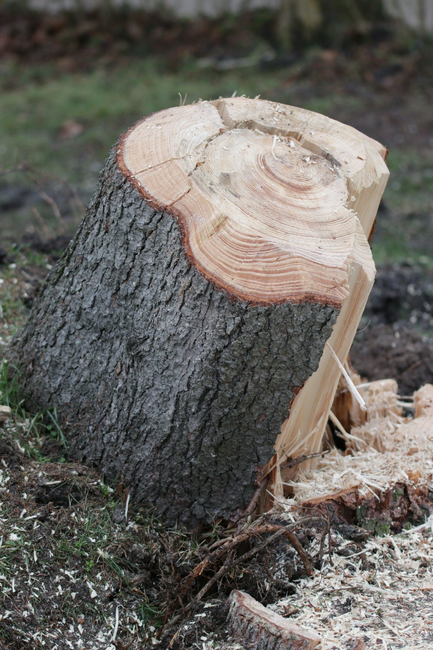 A freshly cut tree trunk with sawdust and wood shavings on the ground.