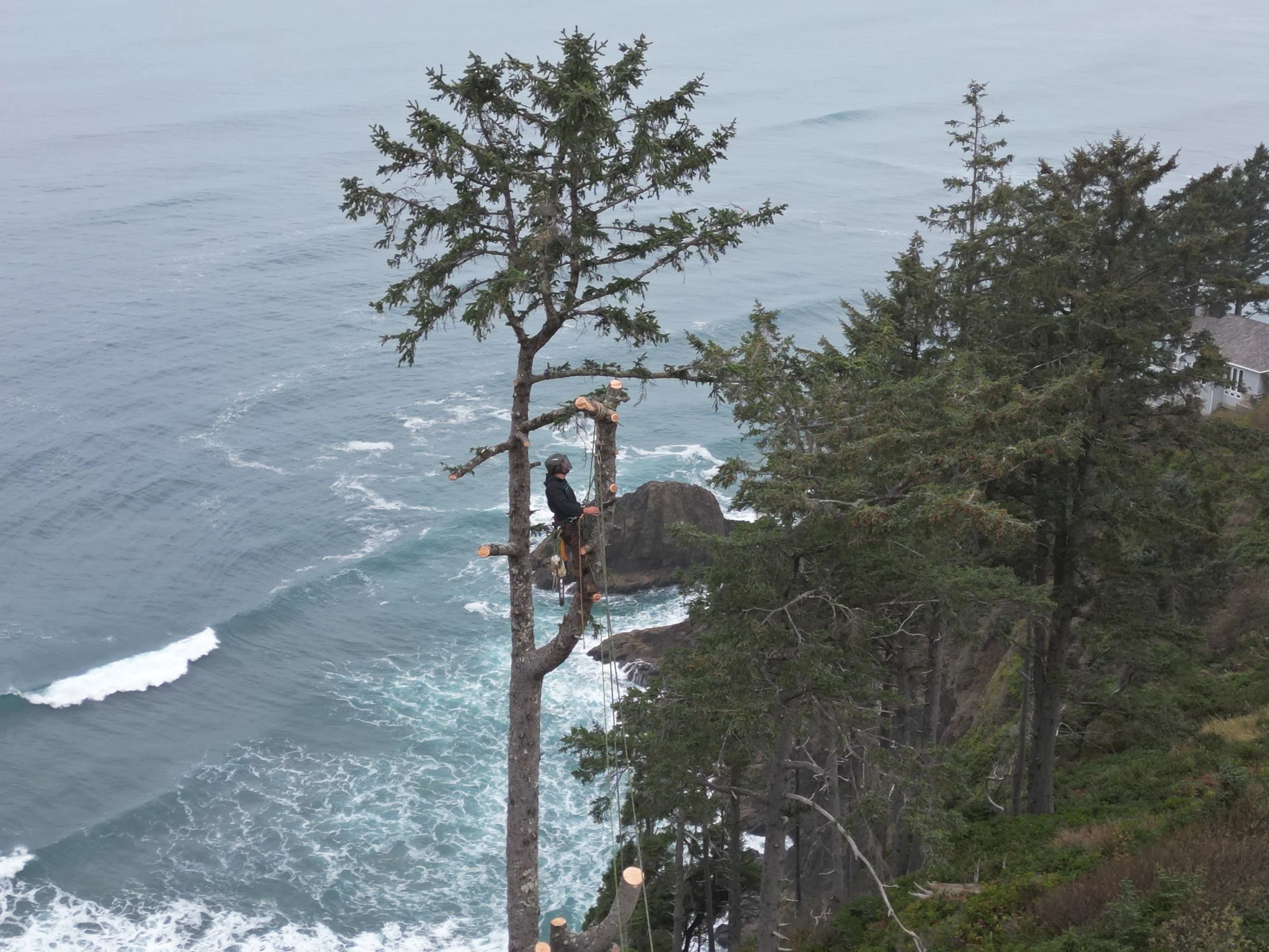 A person wearing a helmet climbing a tree on a rocky cliff near the ocean on the Oregon Coast, with other trees and a house nearby.