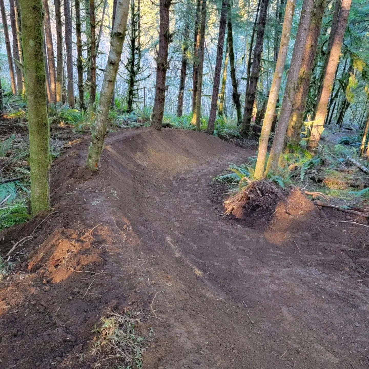 A dirt trail in a forest with trees and green foliage, showing a freshly dug section of trail with a smooth, curved edge.