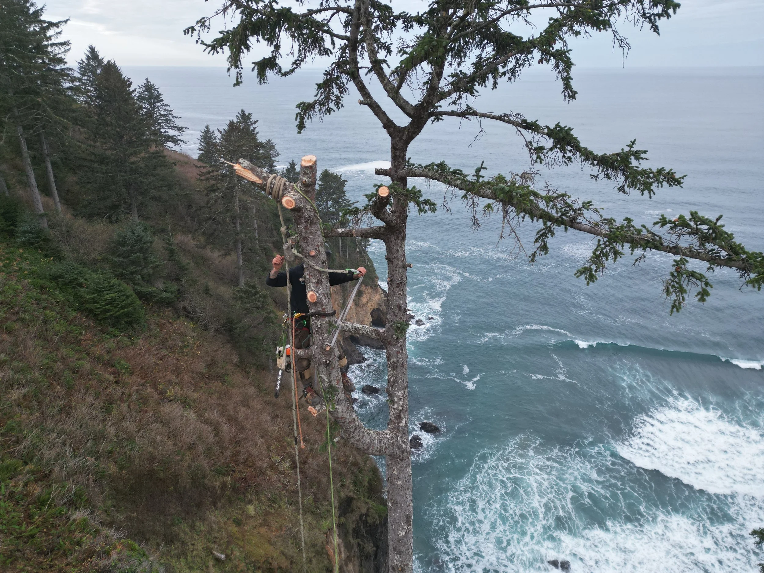 Worker using chainsaw to cut a tall tree on a cliff overlooking the ocean, with other trees and ocean in the background.