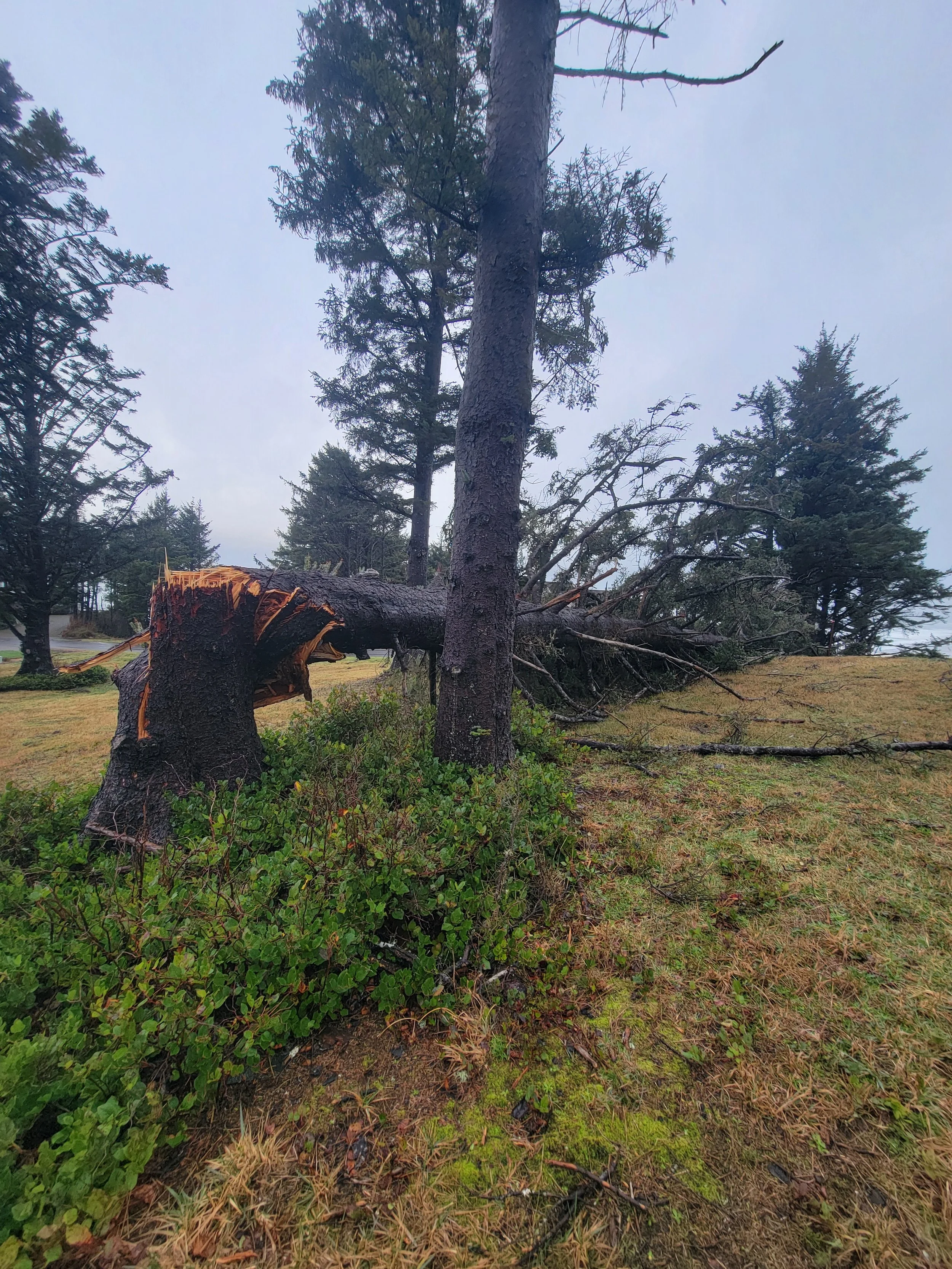 Large tree fallen on the ground with broken branches, surrounded by evergreen trees and grass, in a cloudy outdoor setting.