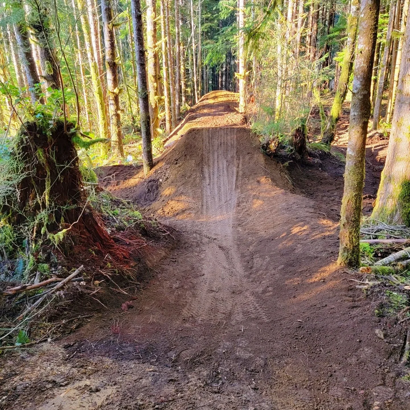A dirt trail through a forest with tall trees on either side, some with moss on their trunks, and a small mound of dirt in the middle of the path, illuminated by sunlight filtering through the branches.