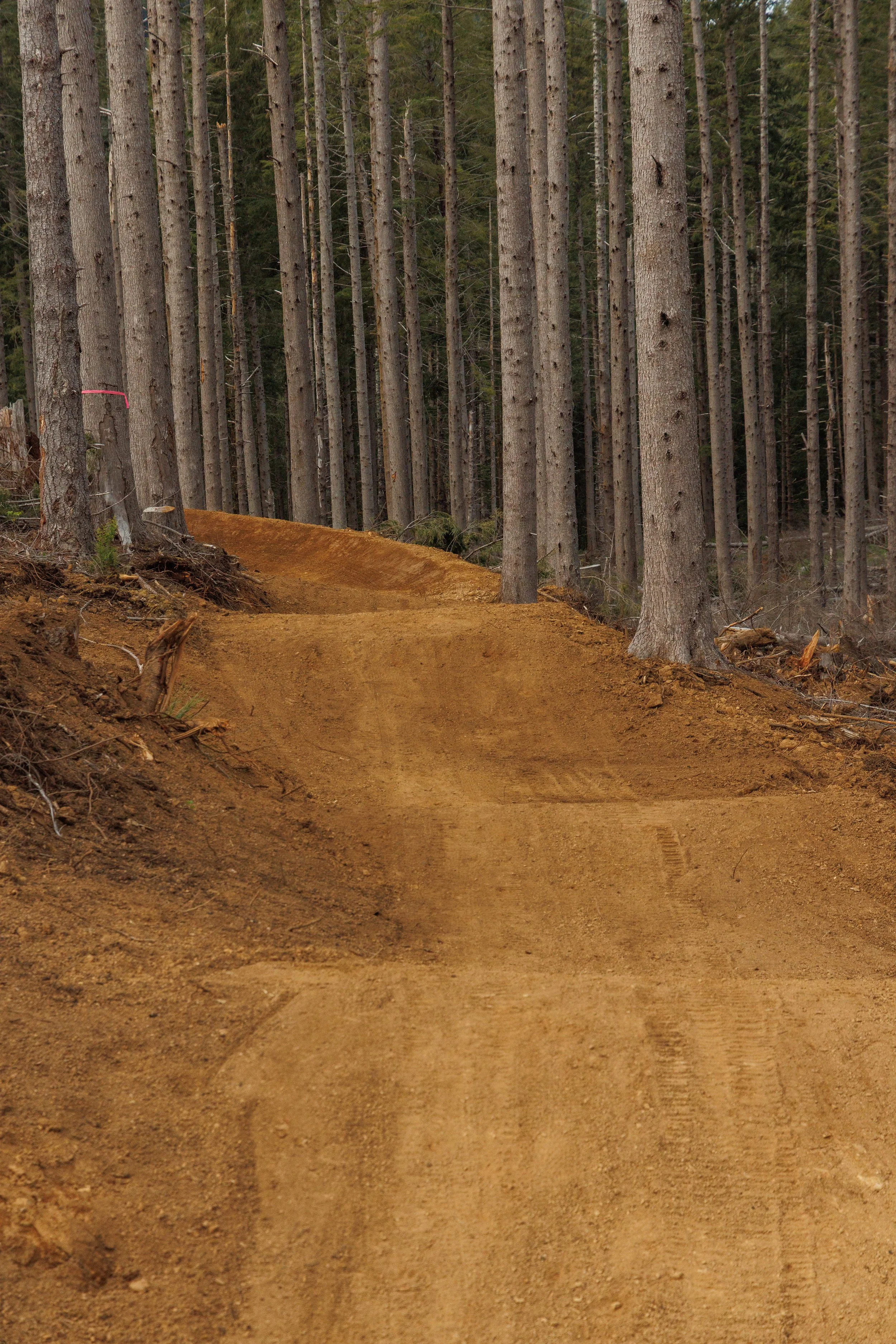 A dirt trail winds through a dense forest of tall, thin pine trees on the Oregon Coast