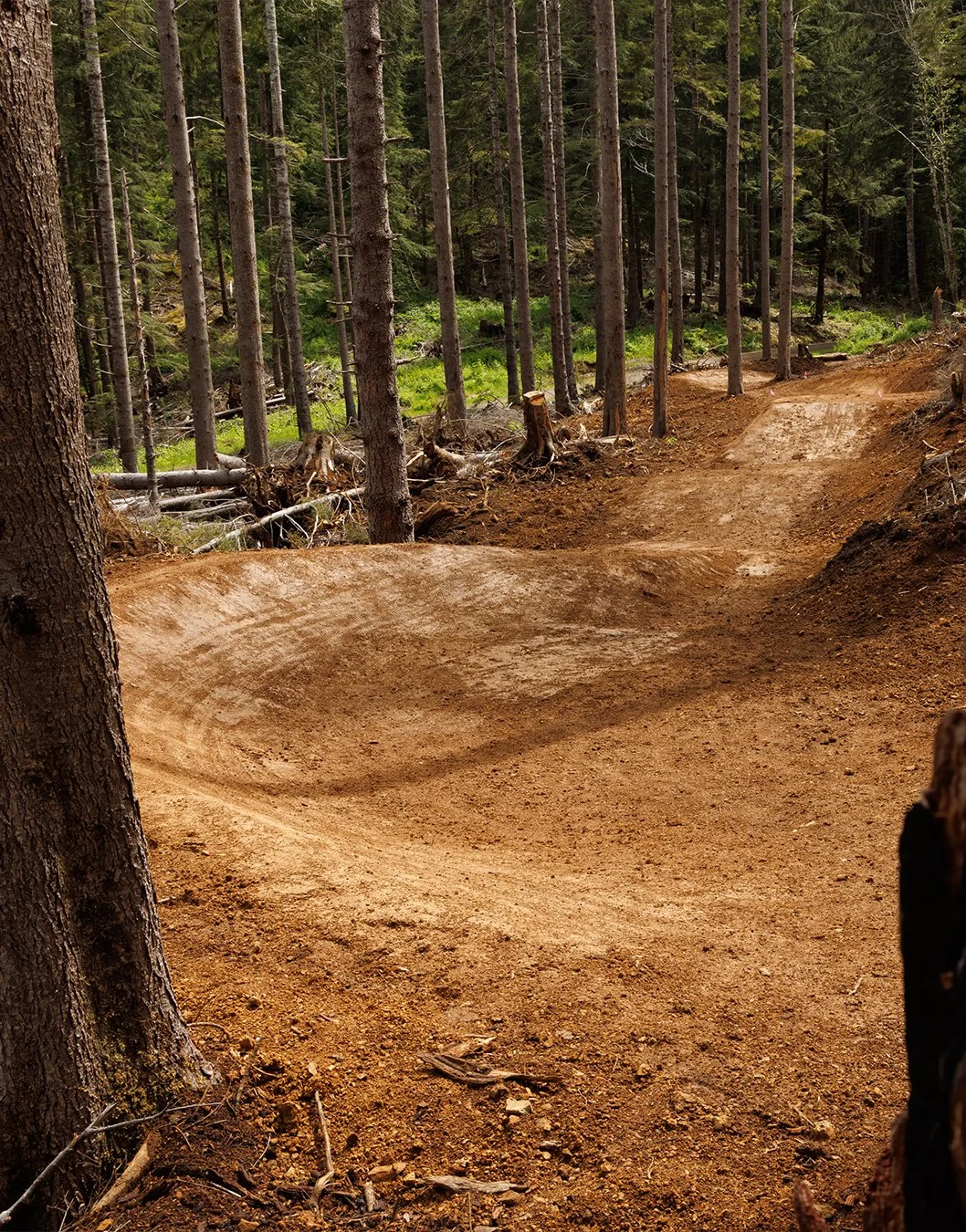 A dirt trail in a forest with tall trees, some cut or fallen logs, and green foliage in the background.