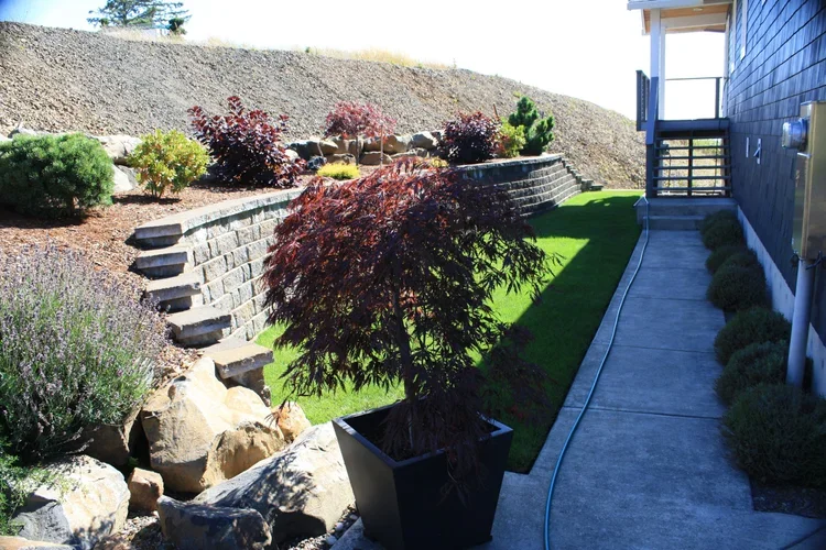 A landscaped backyard on the Oregon Coast with a small Japanese maple tree in a black pot, a concrete walkway, neatly trimmed bushes along the house, a grassy area, and a stone retaining wall with plants and shrubs on a hill.
