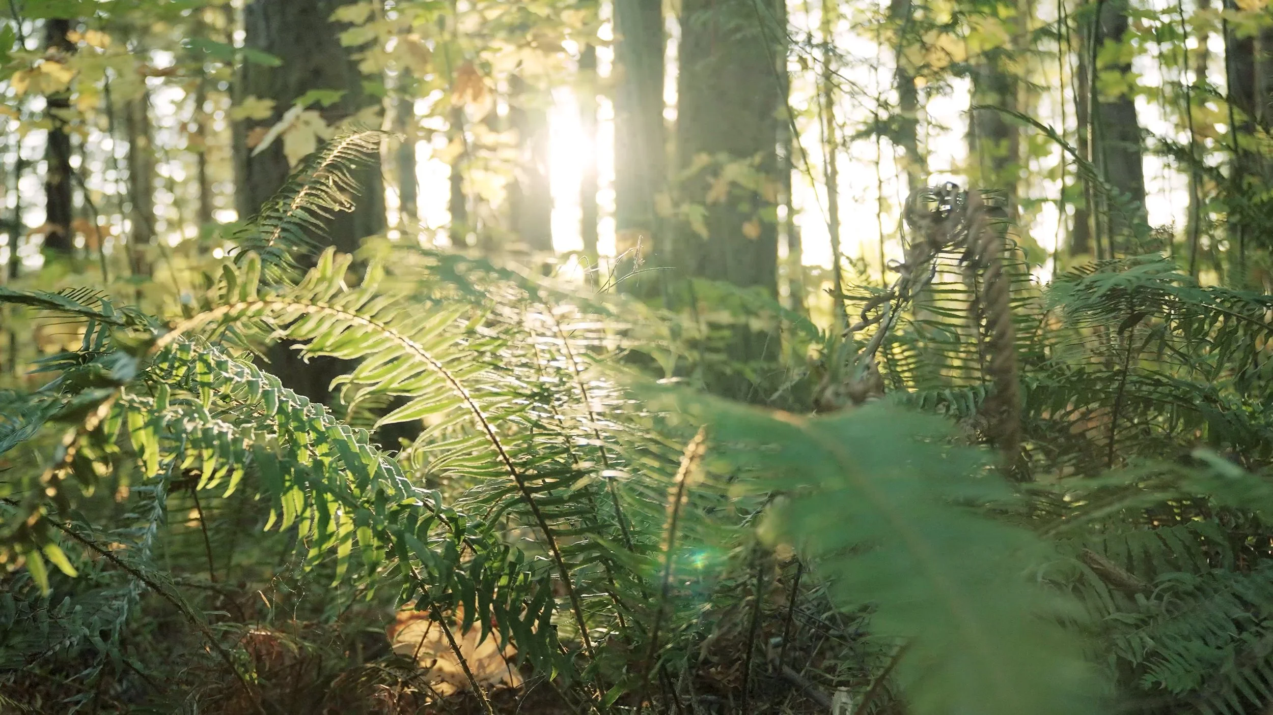 Sunlight filtering through a dense forest of ferns and trees.