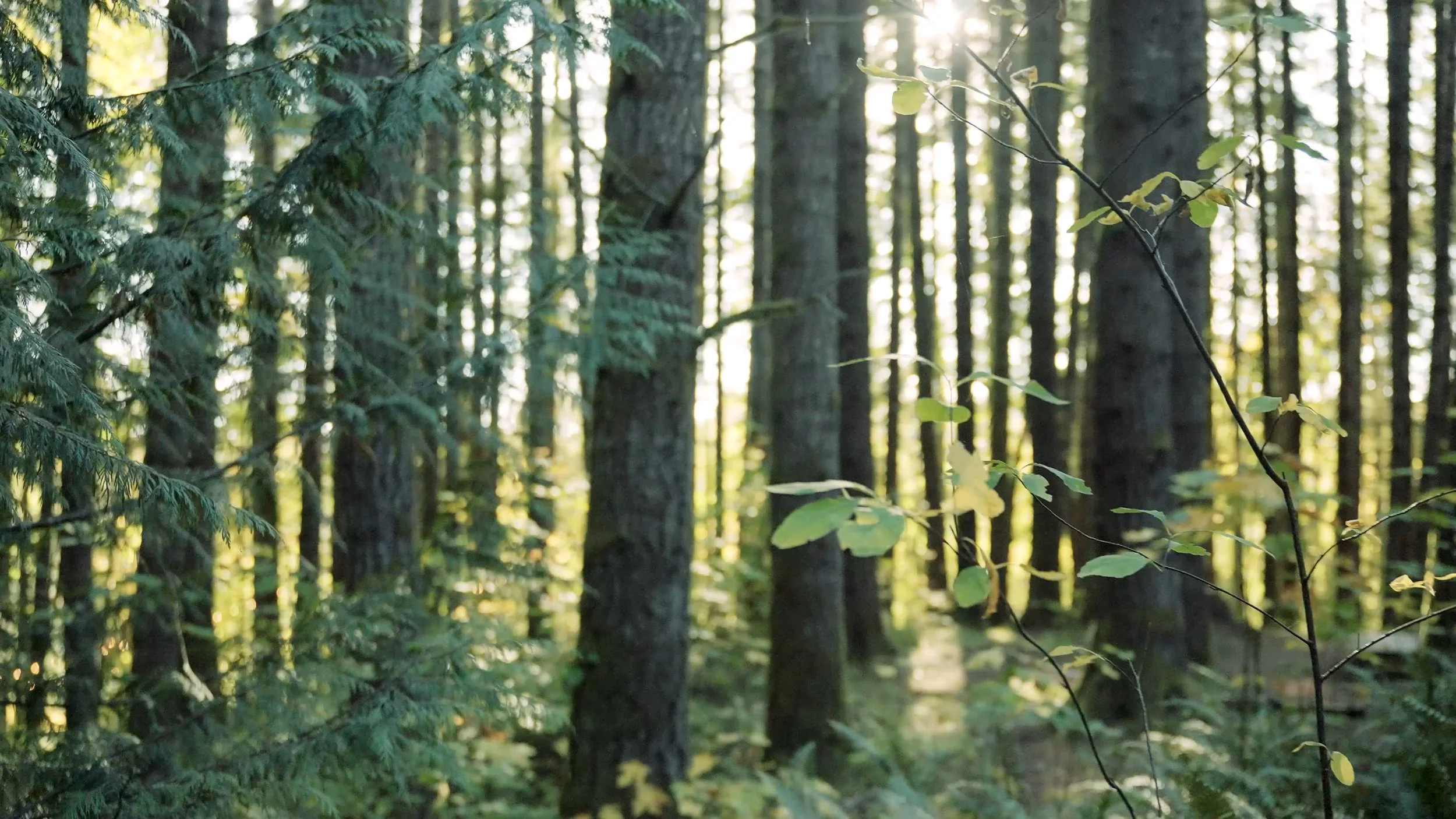 ZOE AND JEFF WEDDING @EMPRESS ESTATE 10.13.00_07_25_22.Still021.jpg