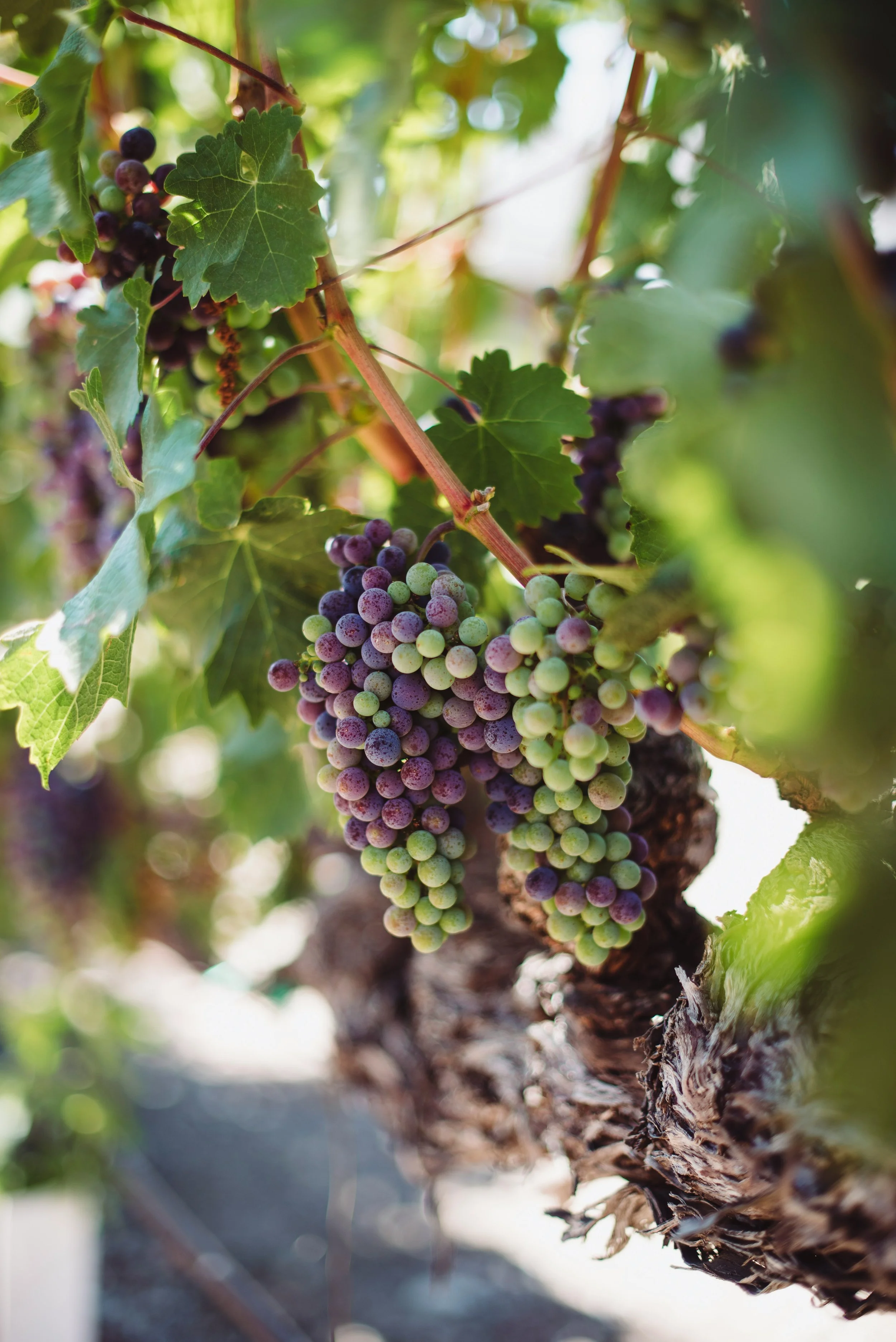 Close-up of a bunch of ripening grapes hanging on a vine, with green leaves and sunlight filtering through.