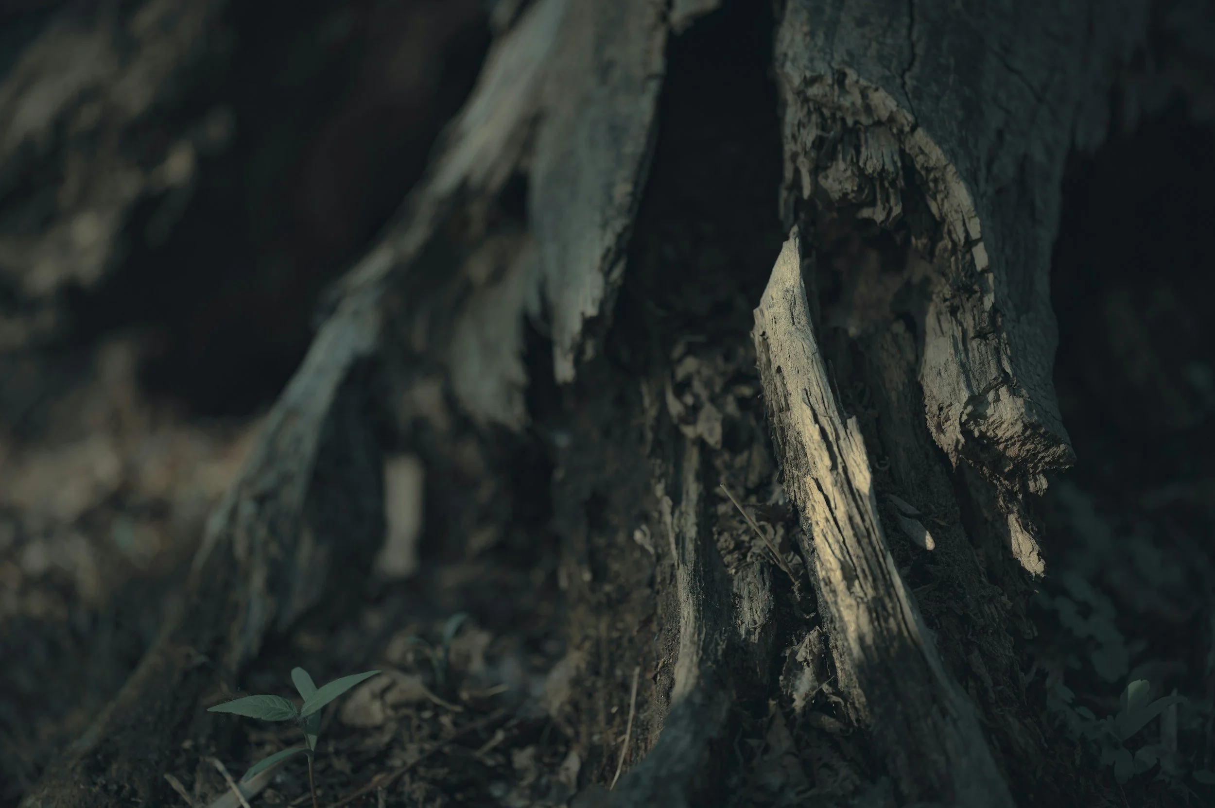 Close-up of a tree trunk with broken and weathered bark, surrounded by soil and small green plants.