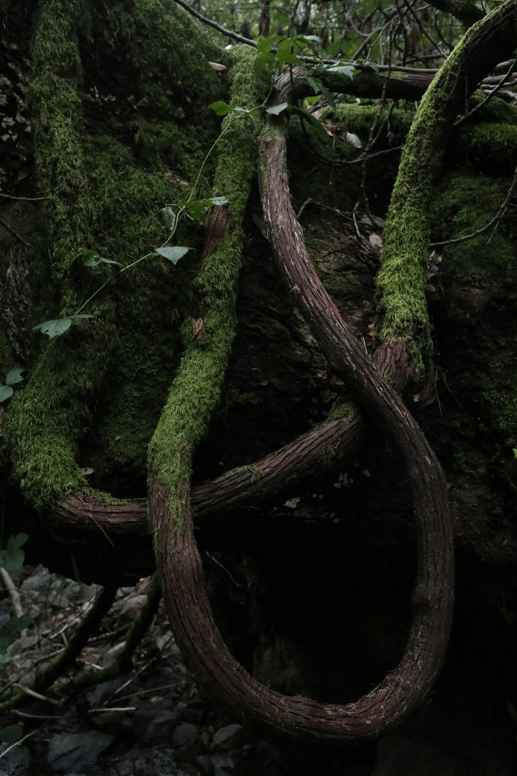Close-up of moss-covered tree roots and vines in a forest setting.