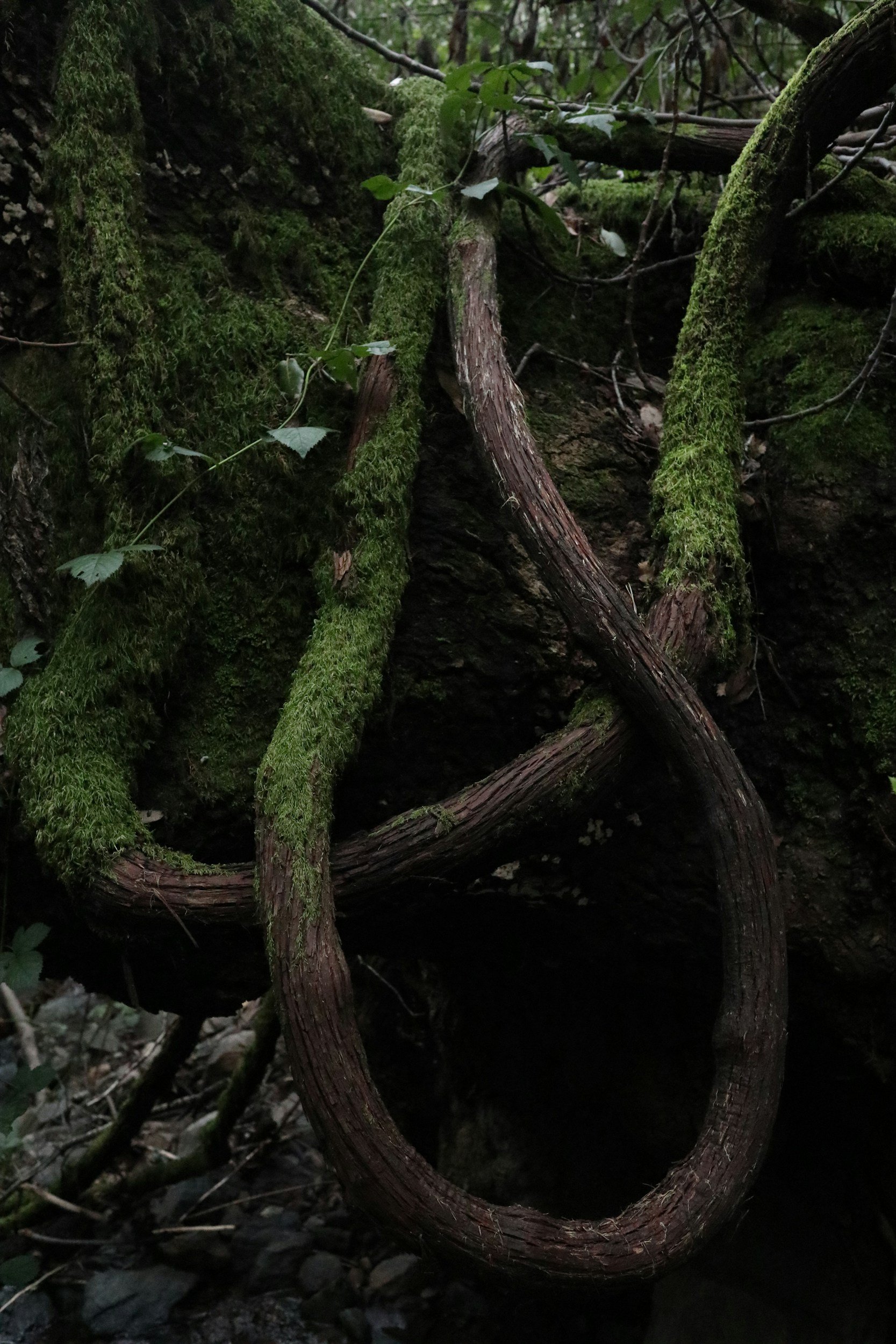 A close-up of multiple intertwined tree branches and moss-covered rocks in a forest setting.