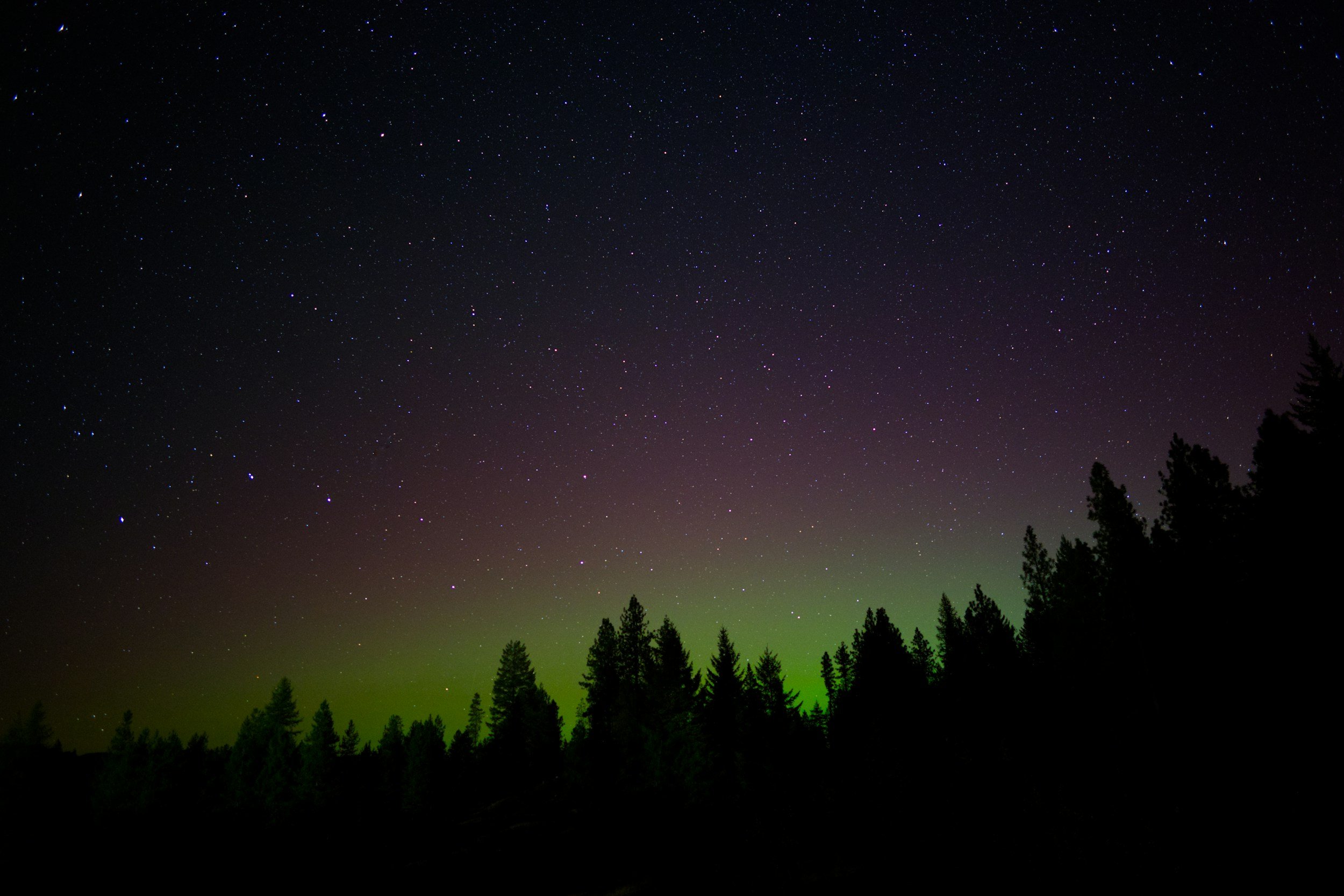 Night sky with stars and the Northern Lights over a silhouette of pine trees.