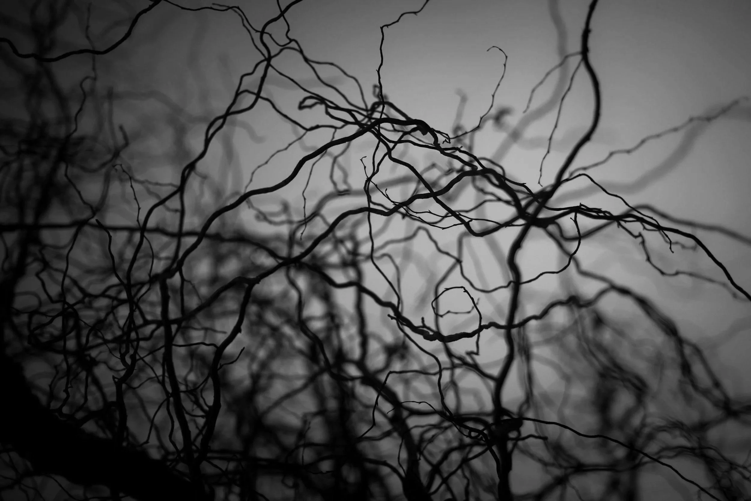 Black and white photograph of a tangled network of thin, leafless tree branches against a cloudy sky.