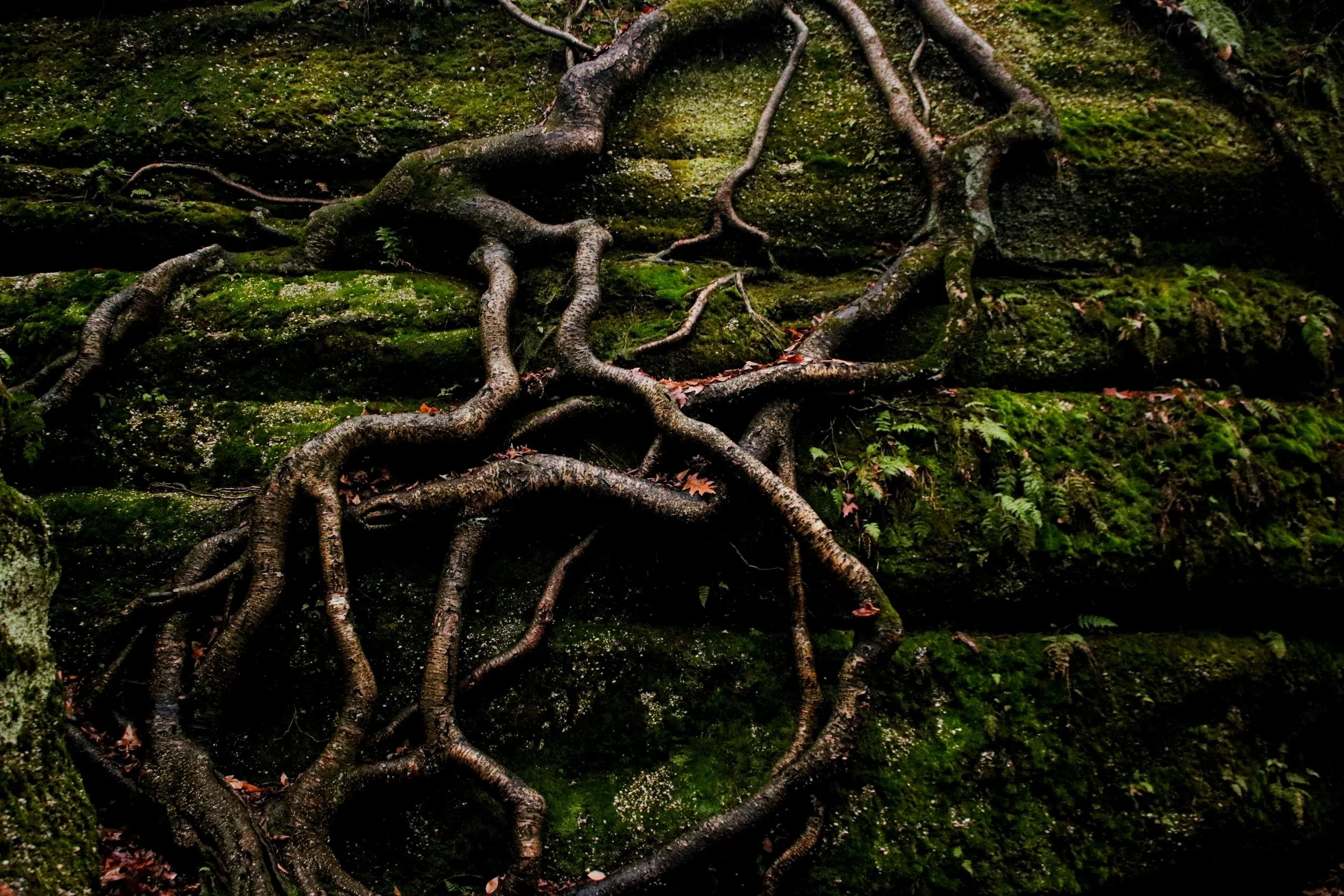 Roots of a tree growing over moss-covered rocks in a forest, with small ferns and fallen leaves around.