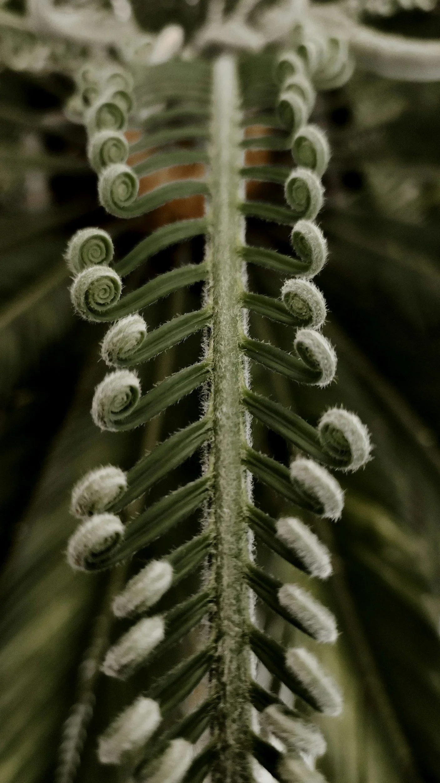 Close-up of a fern frond with curled, new growth.