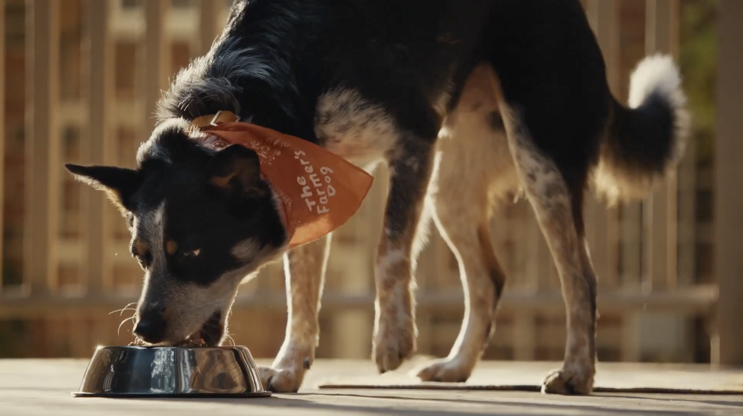 The Farmers Dog - Stuart McIntyre
