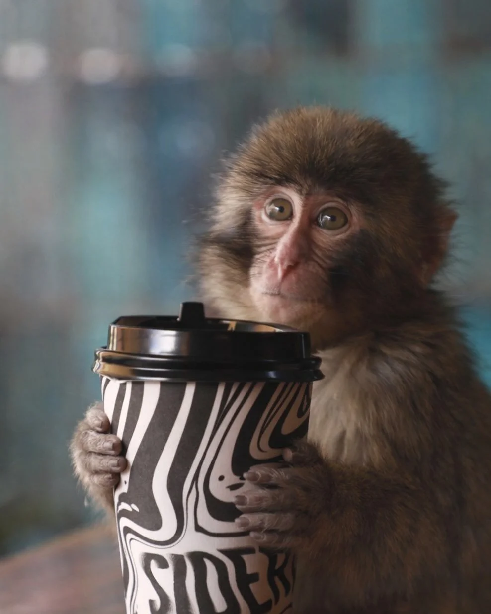 Para los d&iacute;as que necesitas confort 🤍🐒

.
.
.
.
#hangintherepunch #punch #monkeypunch #coffee