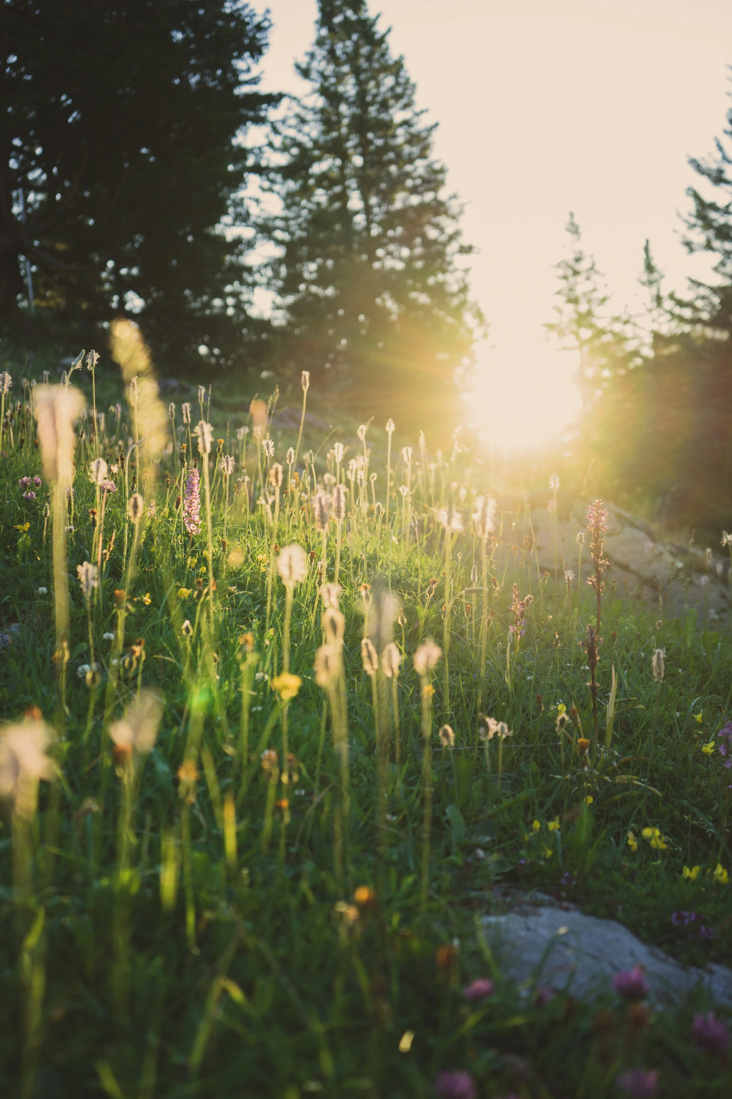 Sunset over wildflowers and trees in a forested area.