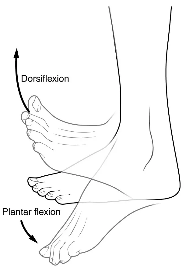 Dorsiplantar.jpg