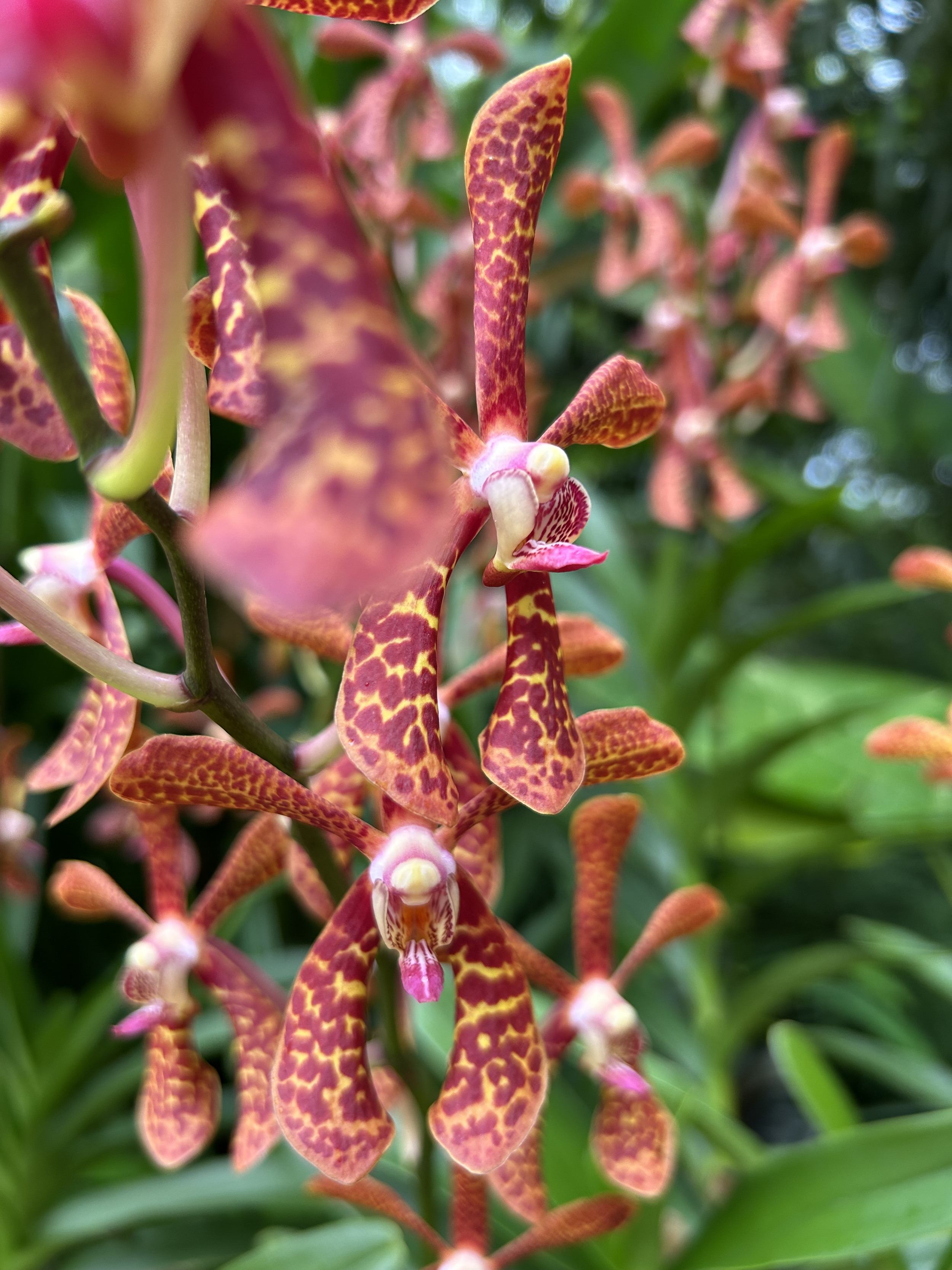 Pink orchid from botanical gardens in Singapore representing womanhood and joy