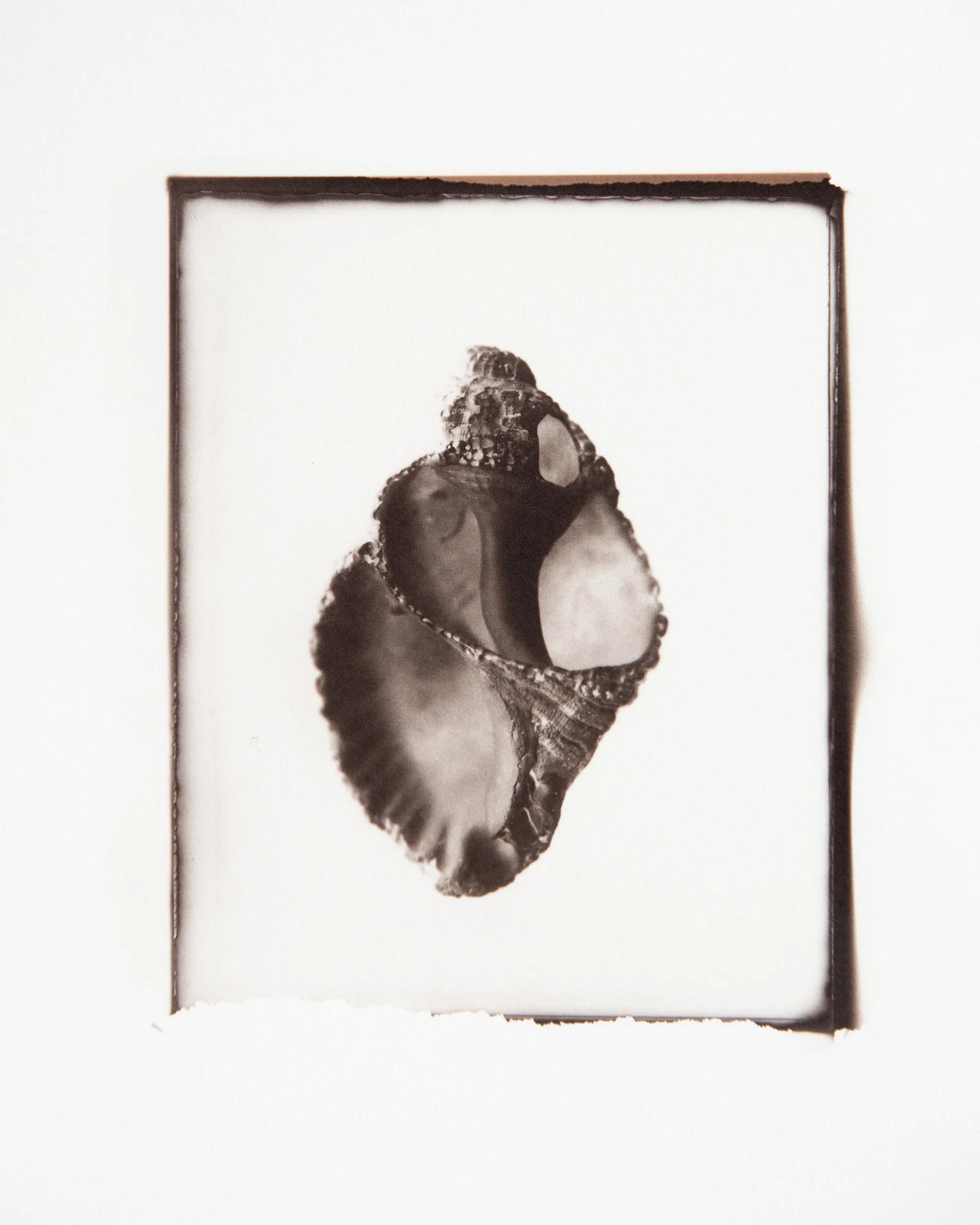 Helix, 4x5" Salt print.