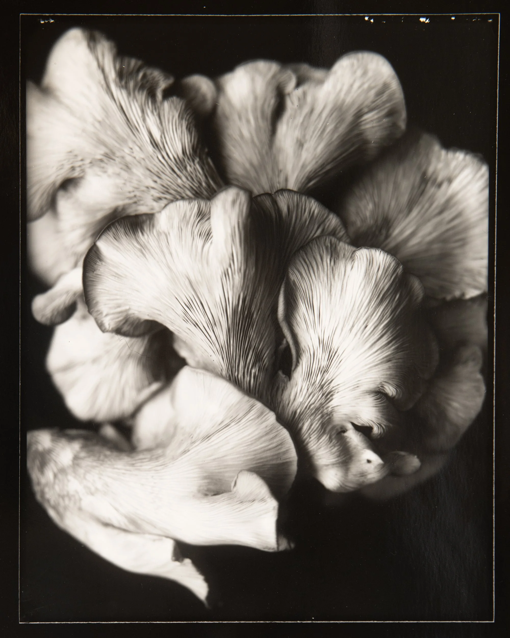 Gills, 8x10" Silver Gelatin print.