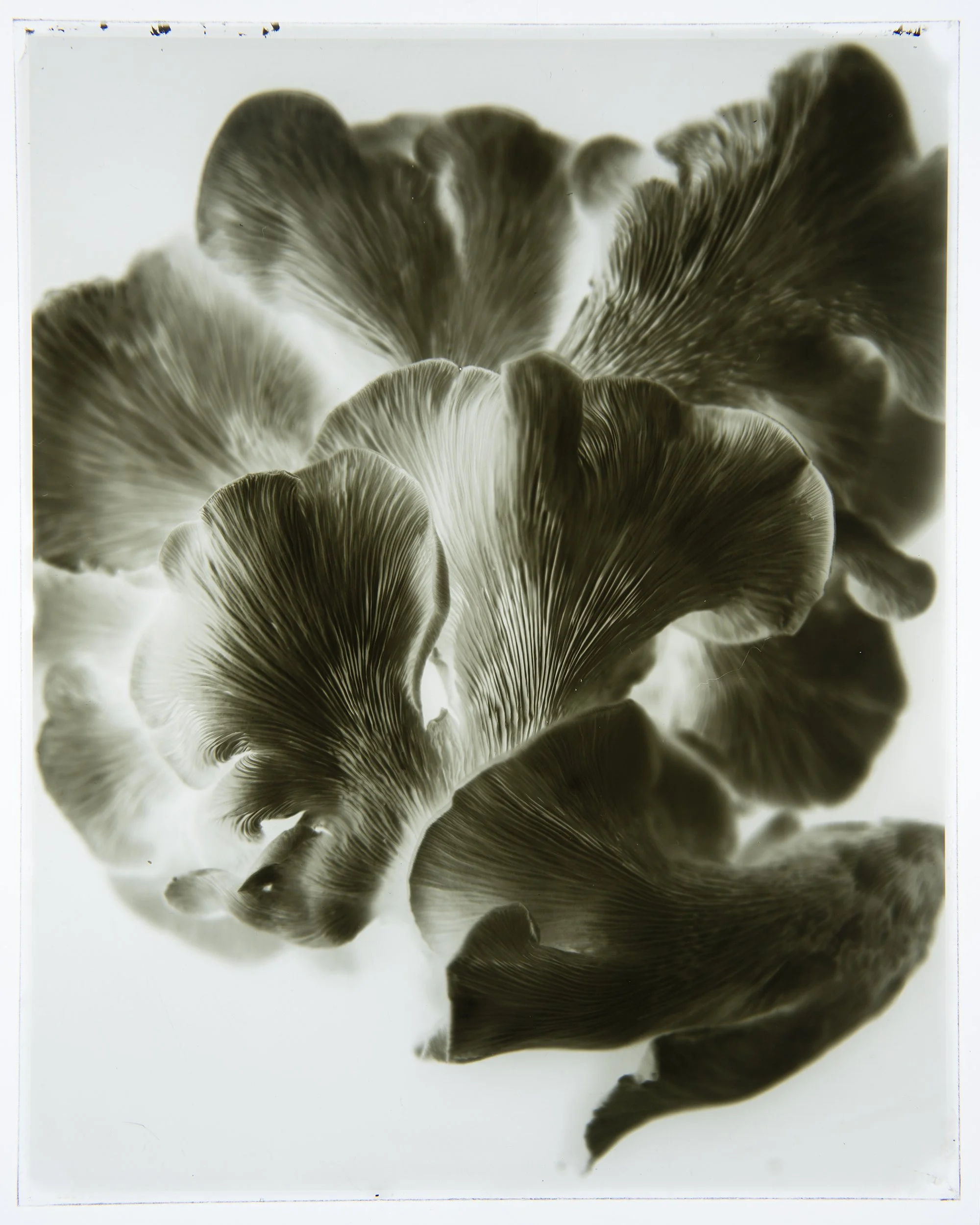 Gills, 8x10" Dry Plate negative.
