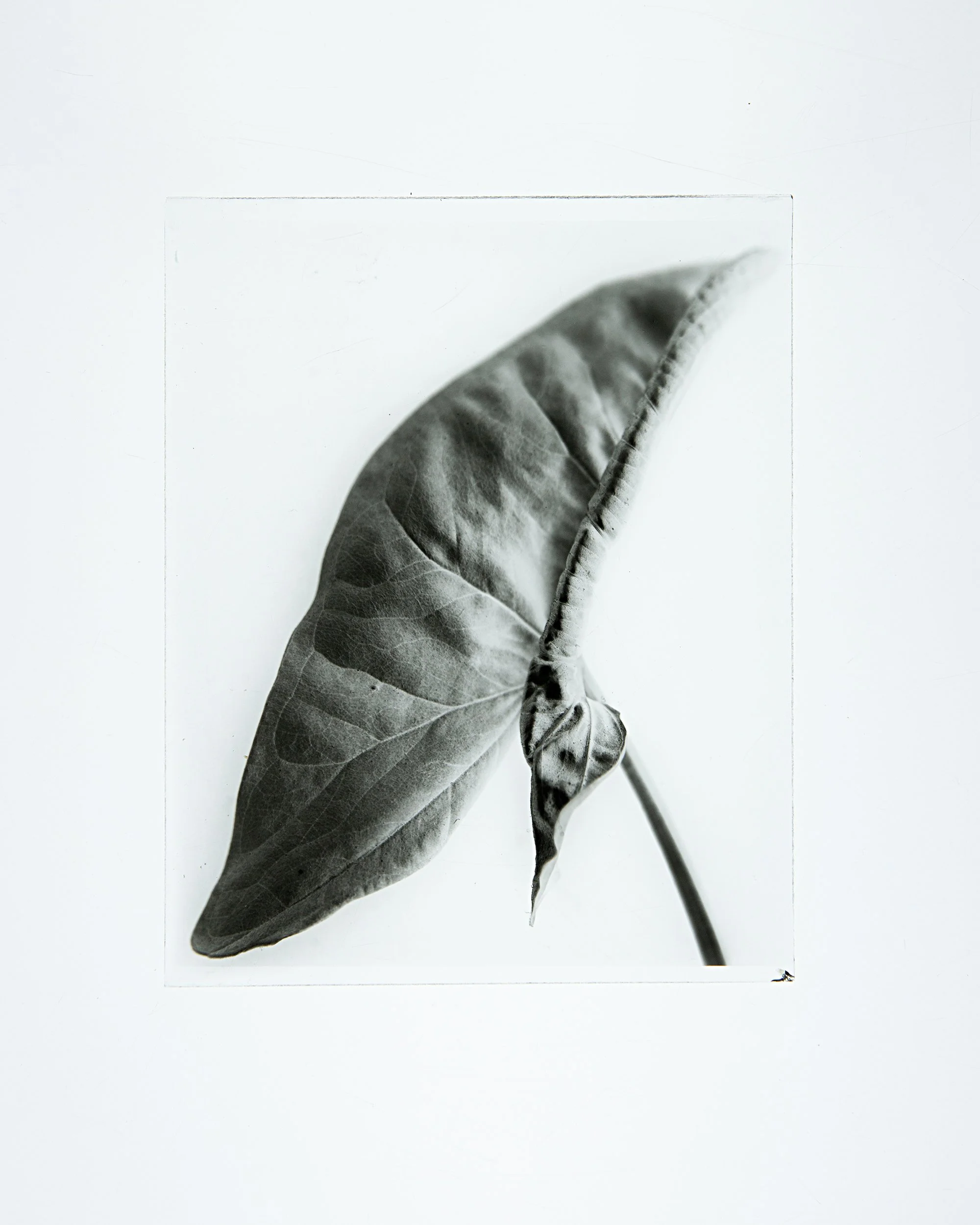 Furled Leaf, 4x5" Dry Plate negative