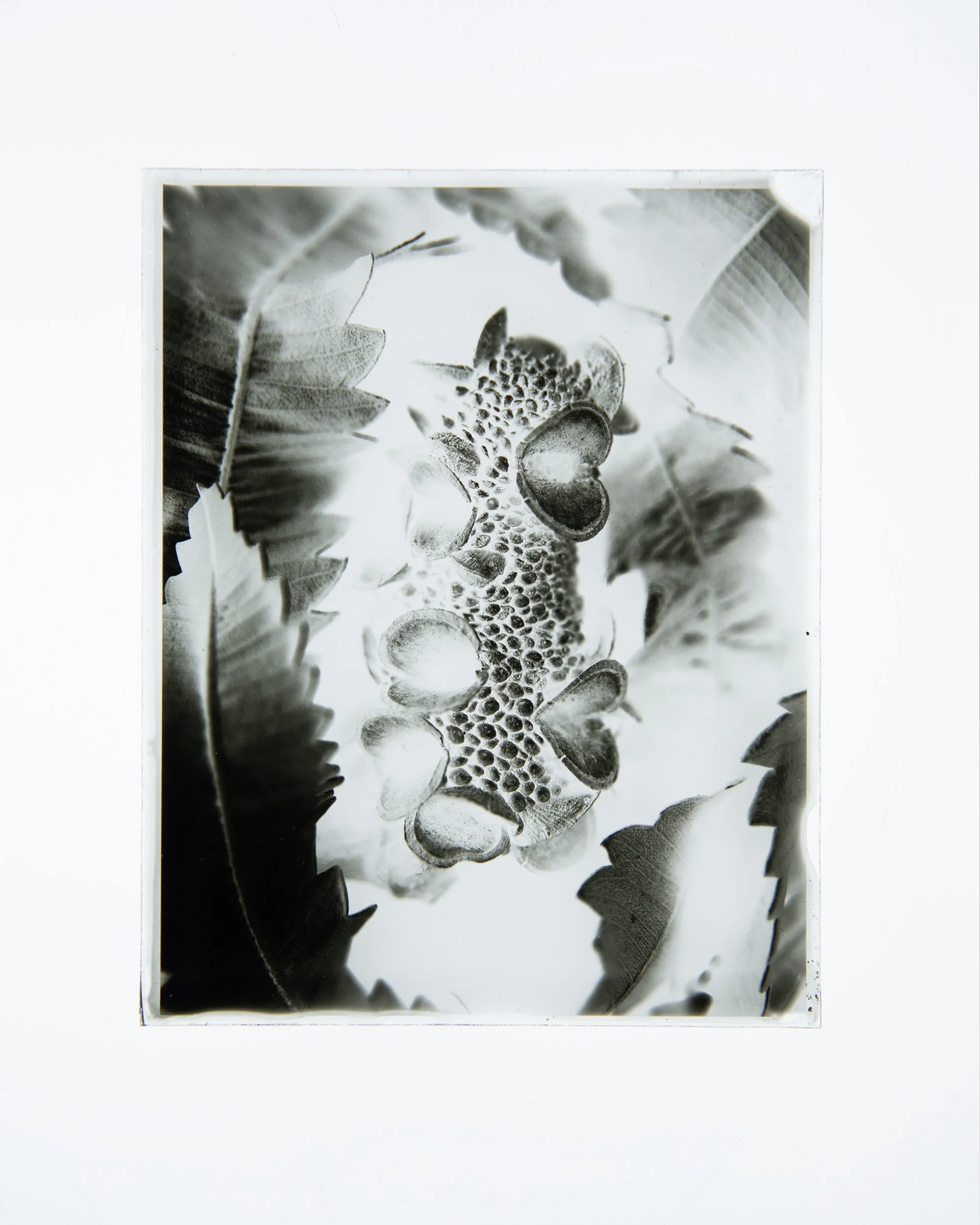 Silver Banksia Pod, 4x5" Dry Plate negative.
