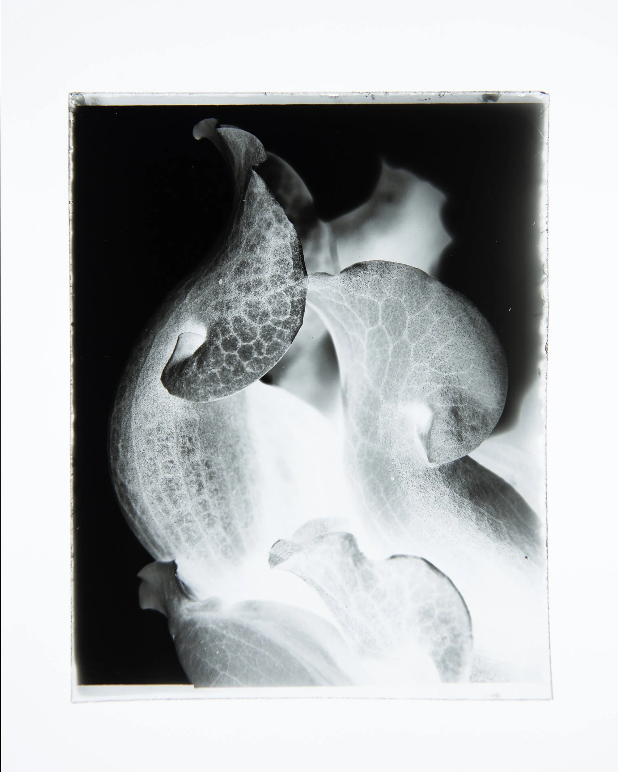 Sarracenia, 4x5" Dry Plate negative.
